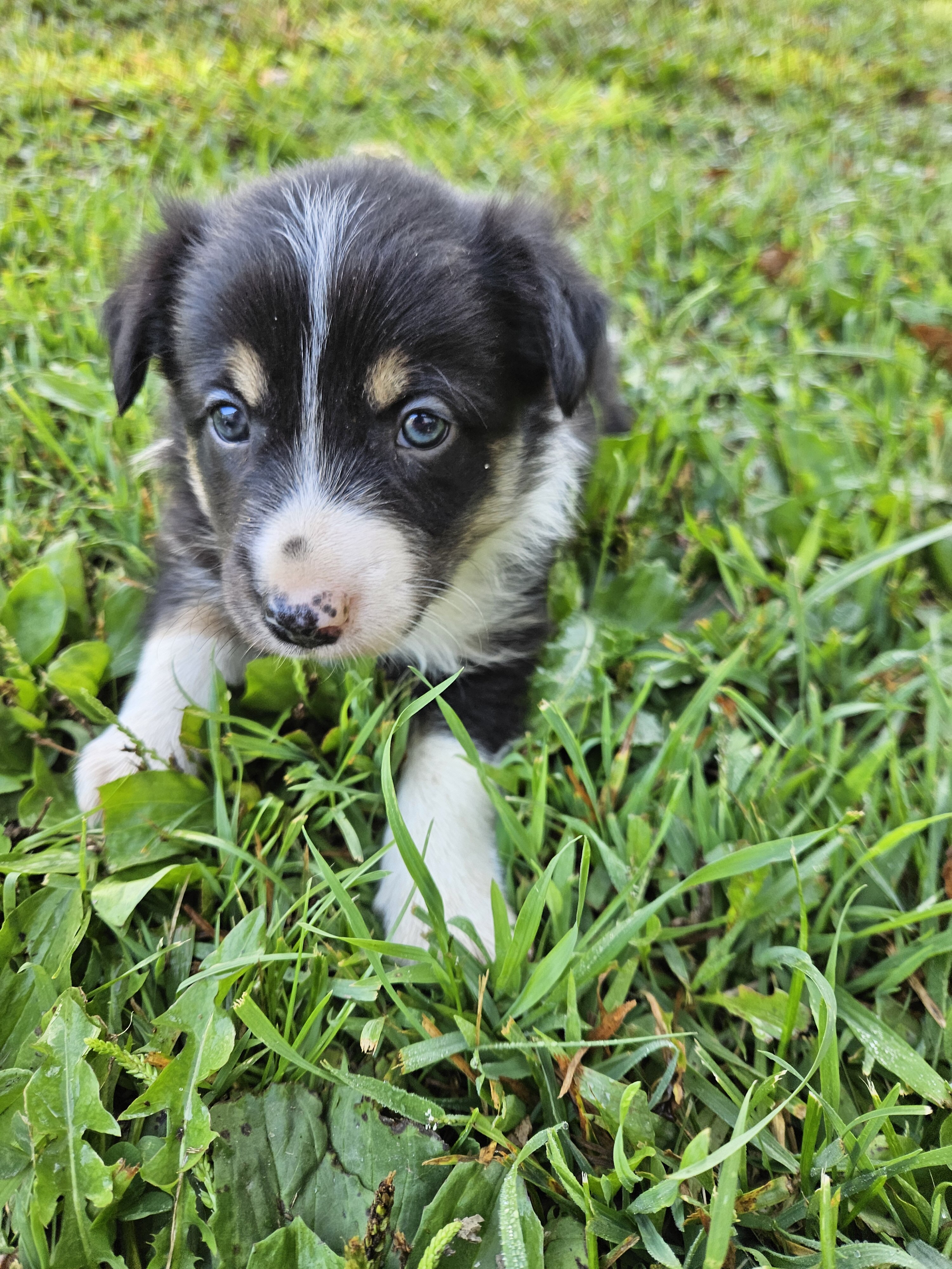 Border collie puppies image 6
