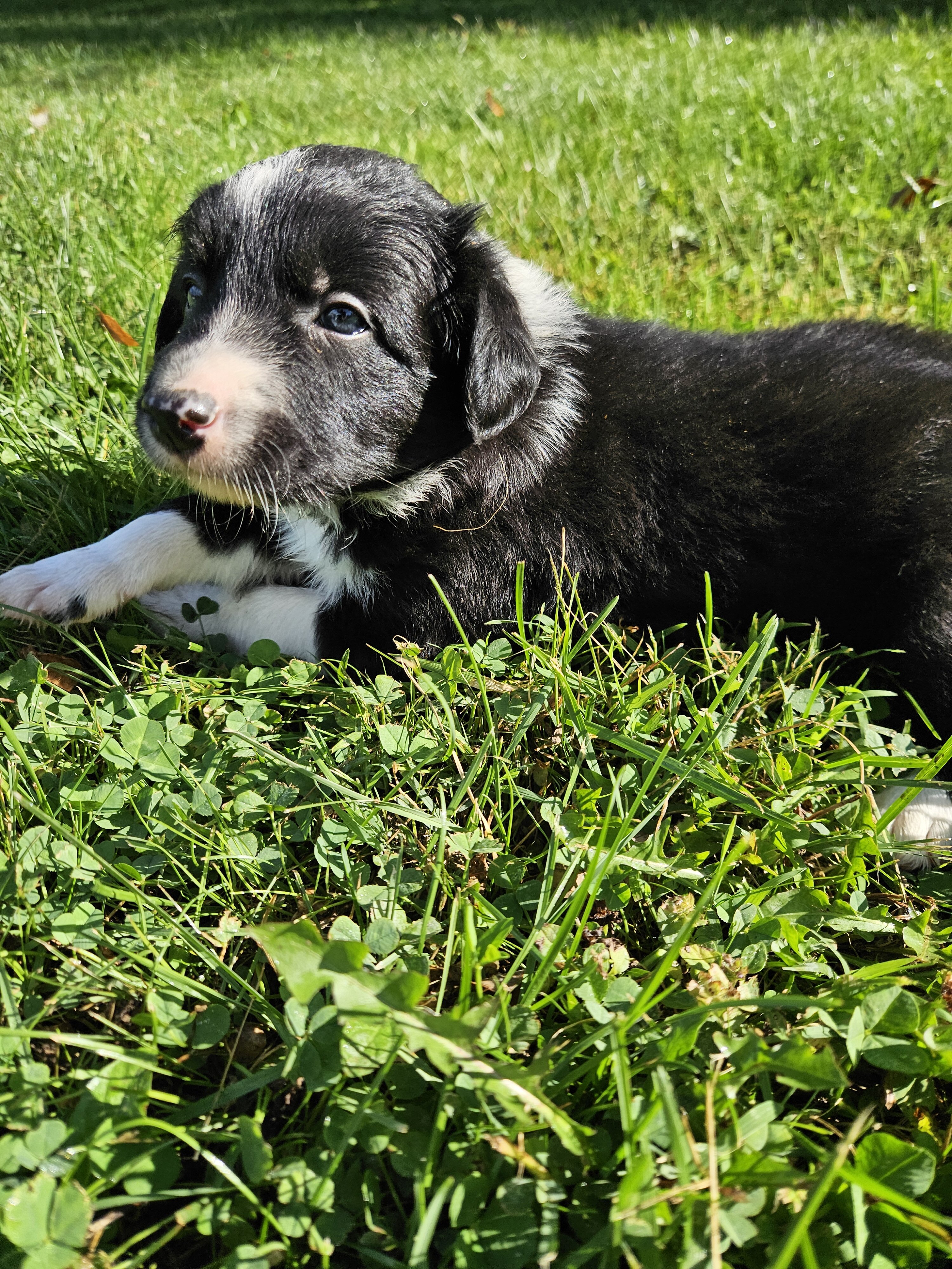 Border collie puppies image 3
