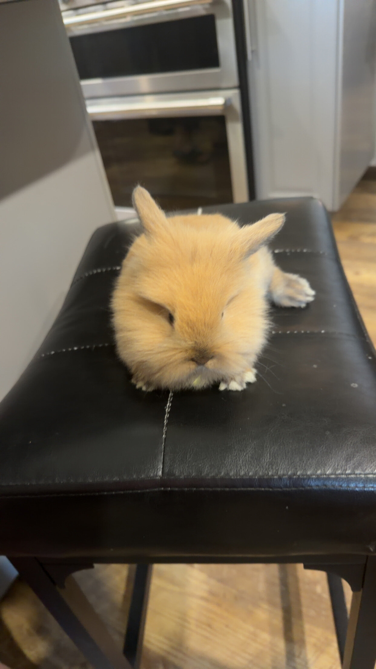 Bunny image 1