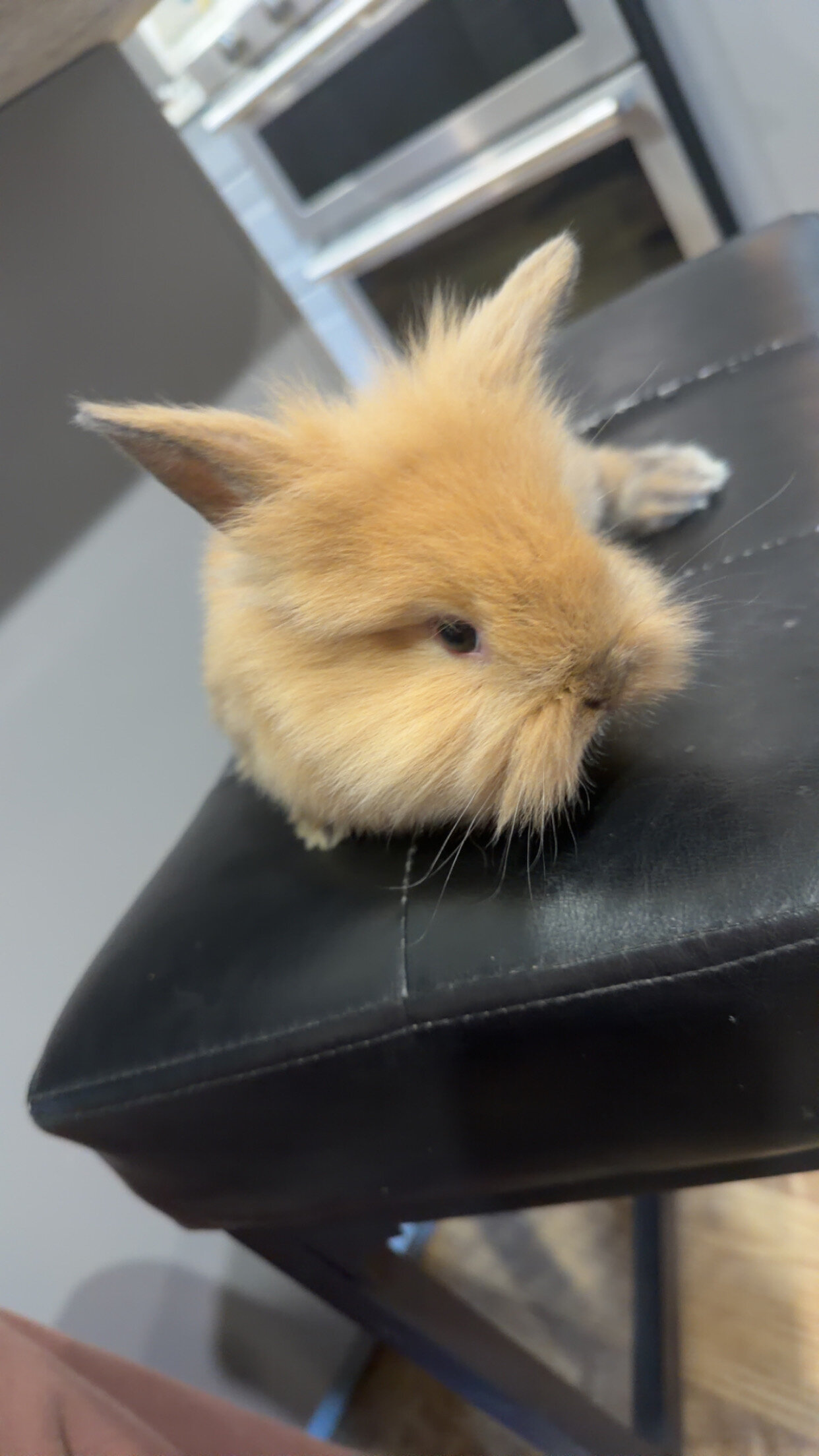 Bunny image 3