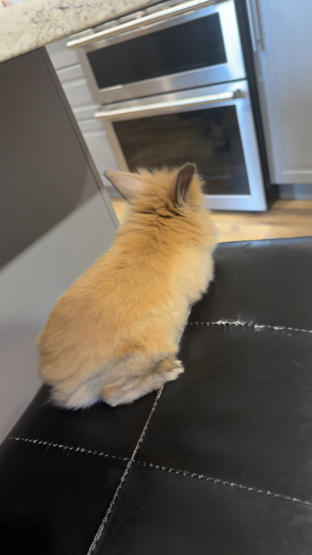 Bunny image 2