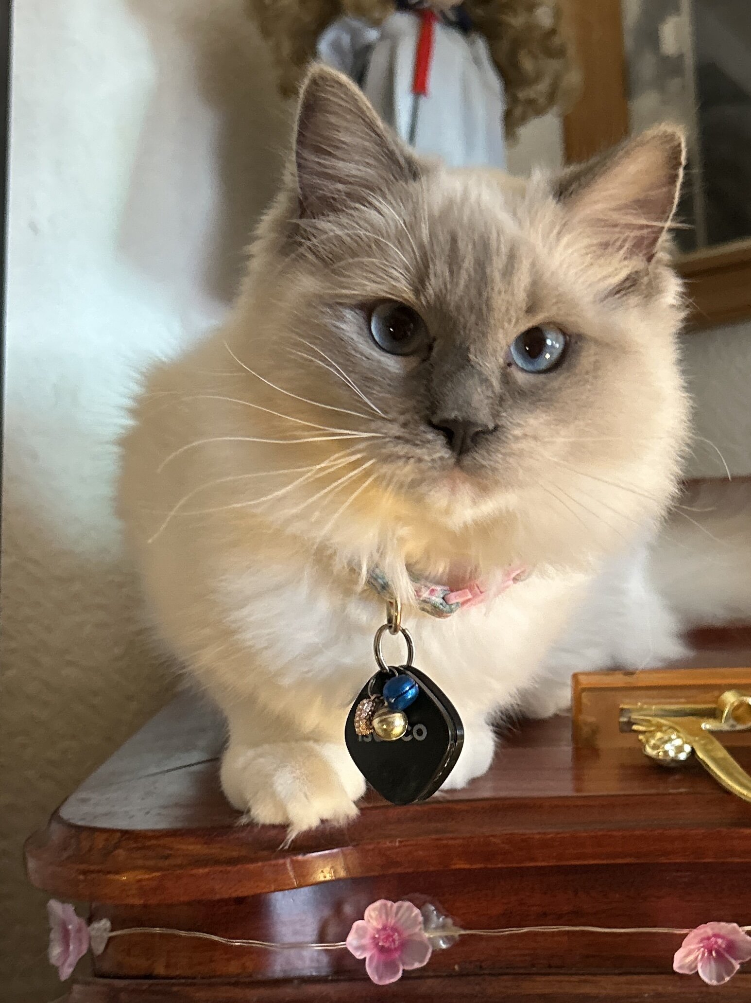 Tica ragdoll kittens image 4
