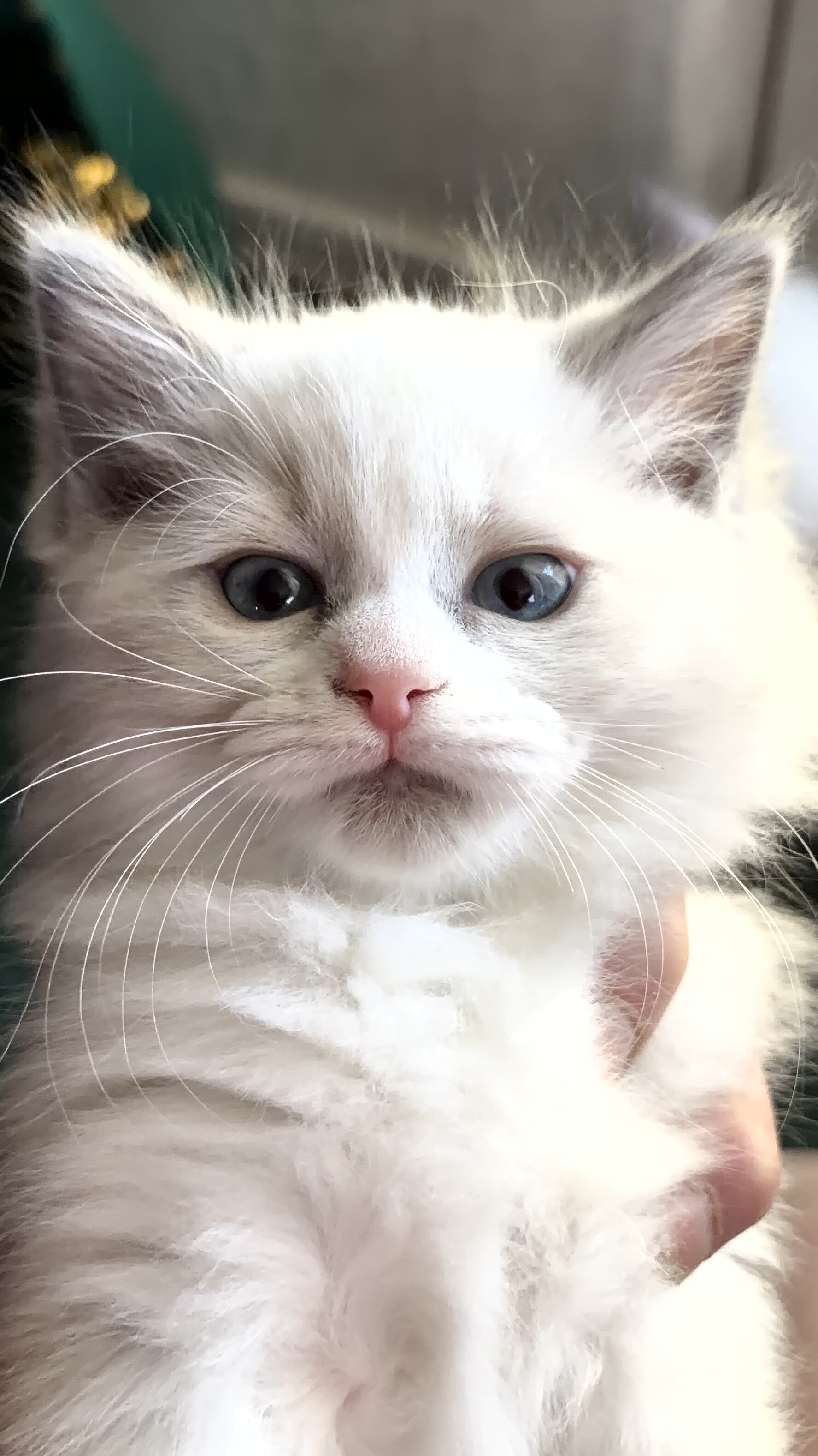 Tica ragdoll kittens image 1