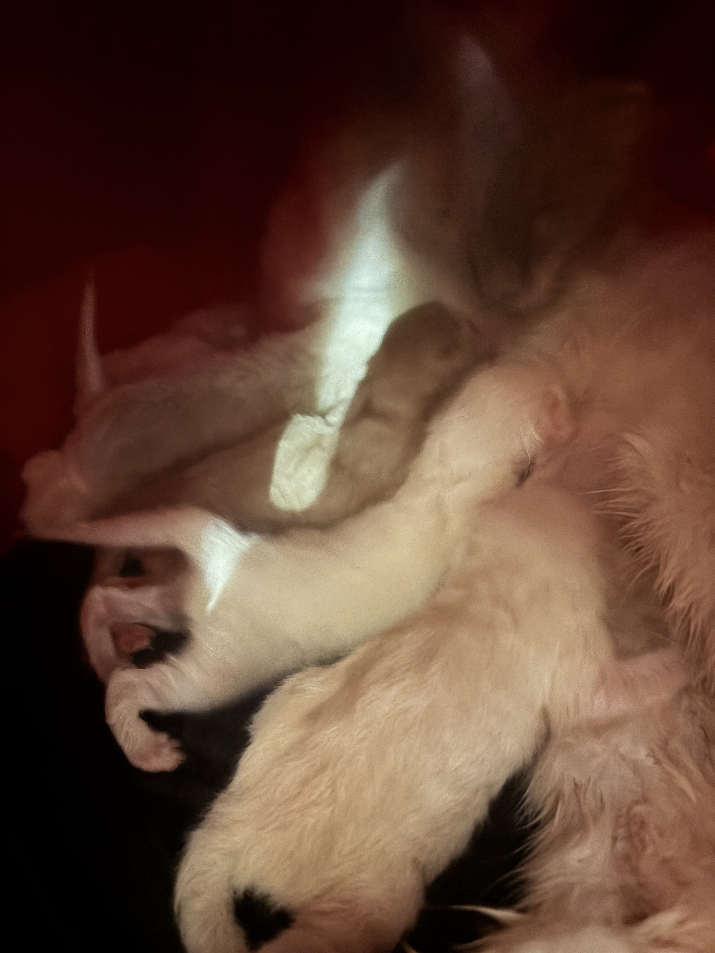 Tica ragdoll kittens image 2