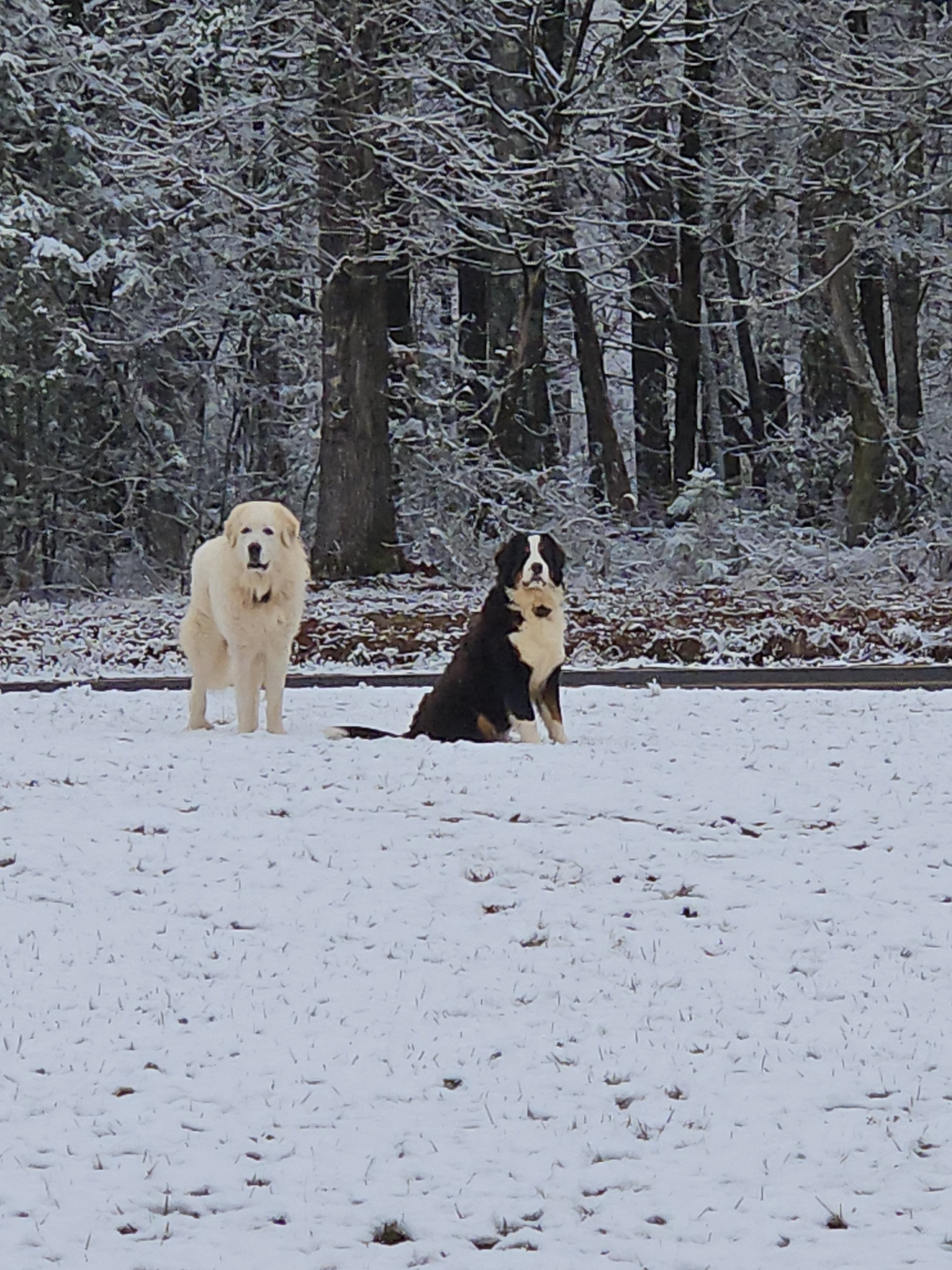 Great pyrenees and bernese mountain dog mix image 2