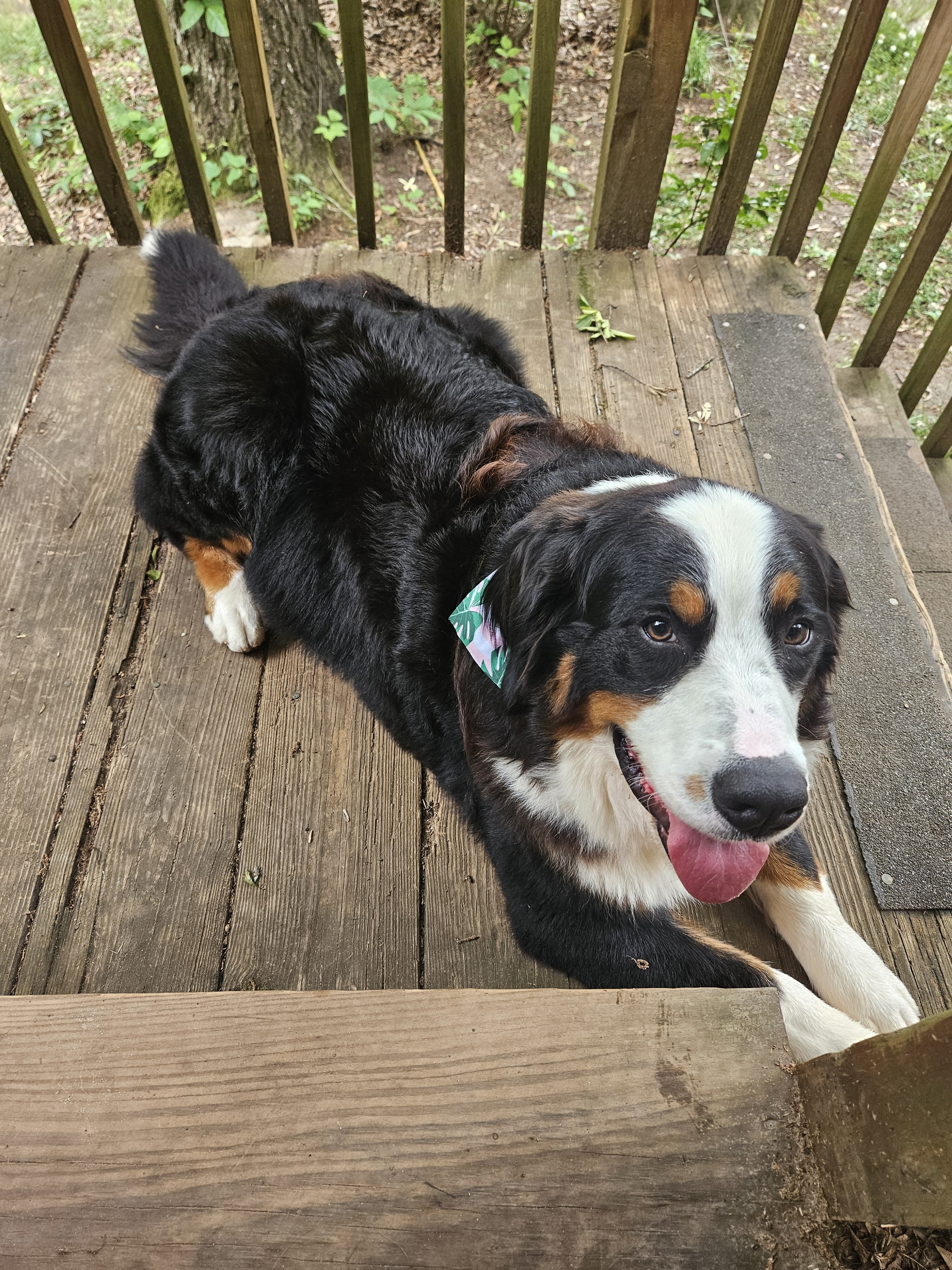 Great pyrenees and bernese mountain dog mix image 3