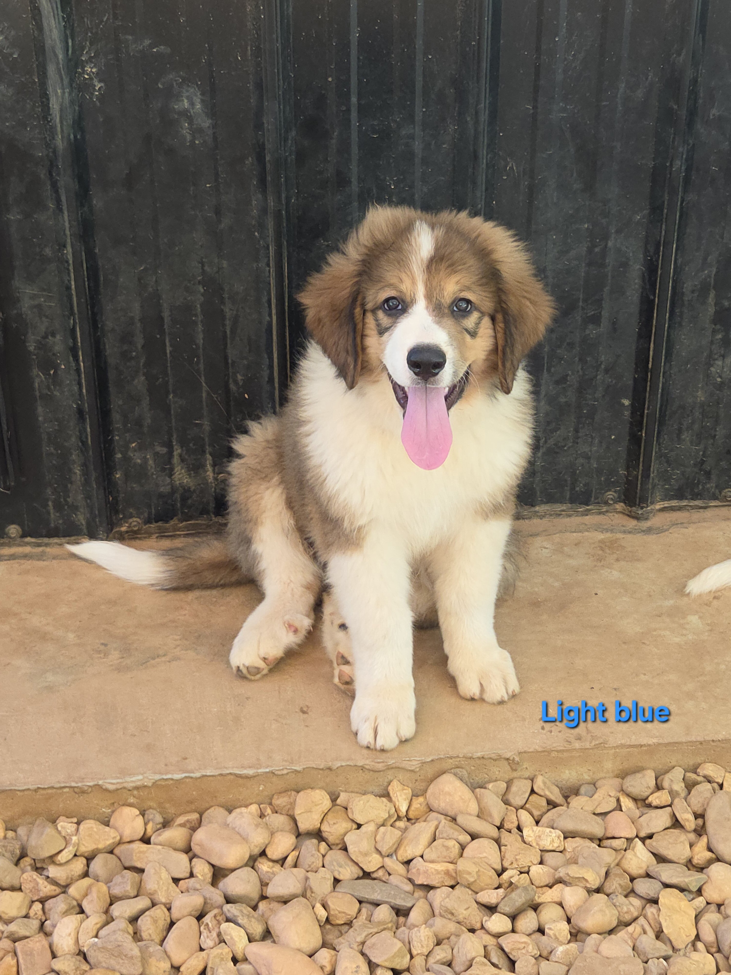 Great pyrenees and bernese mountain dog mix image 7