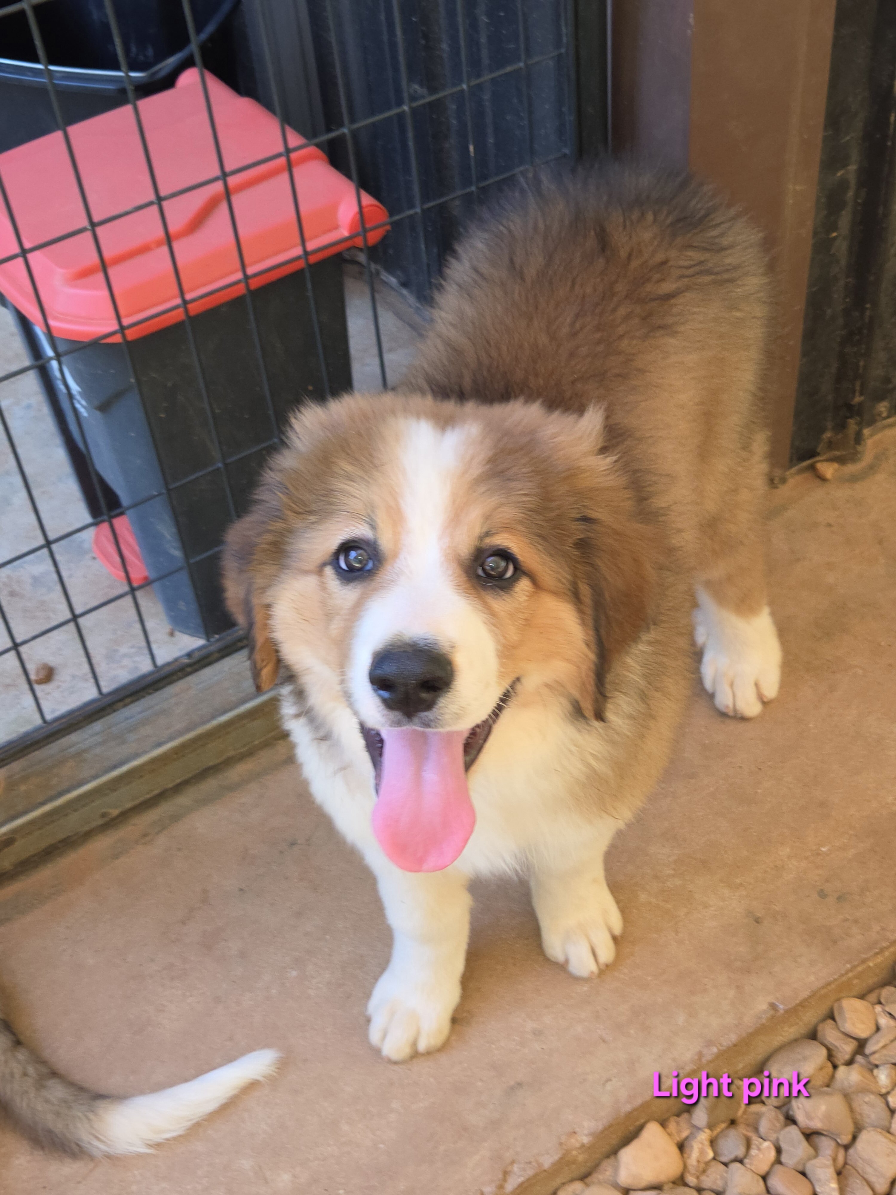 Great pyrenees and bernese mountain dog mix image 4