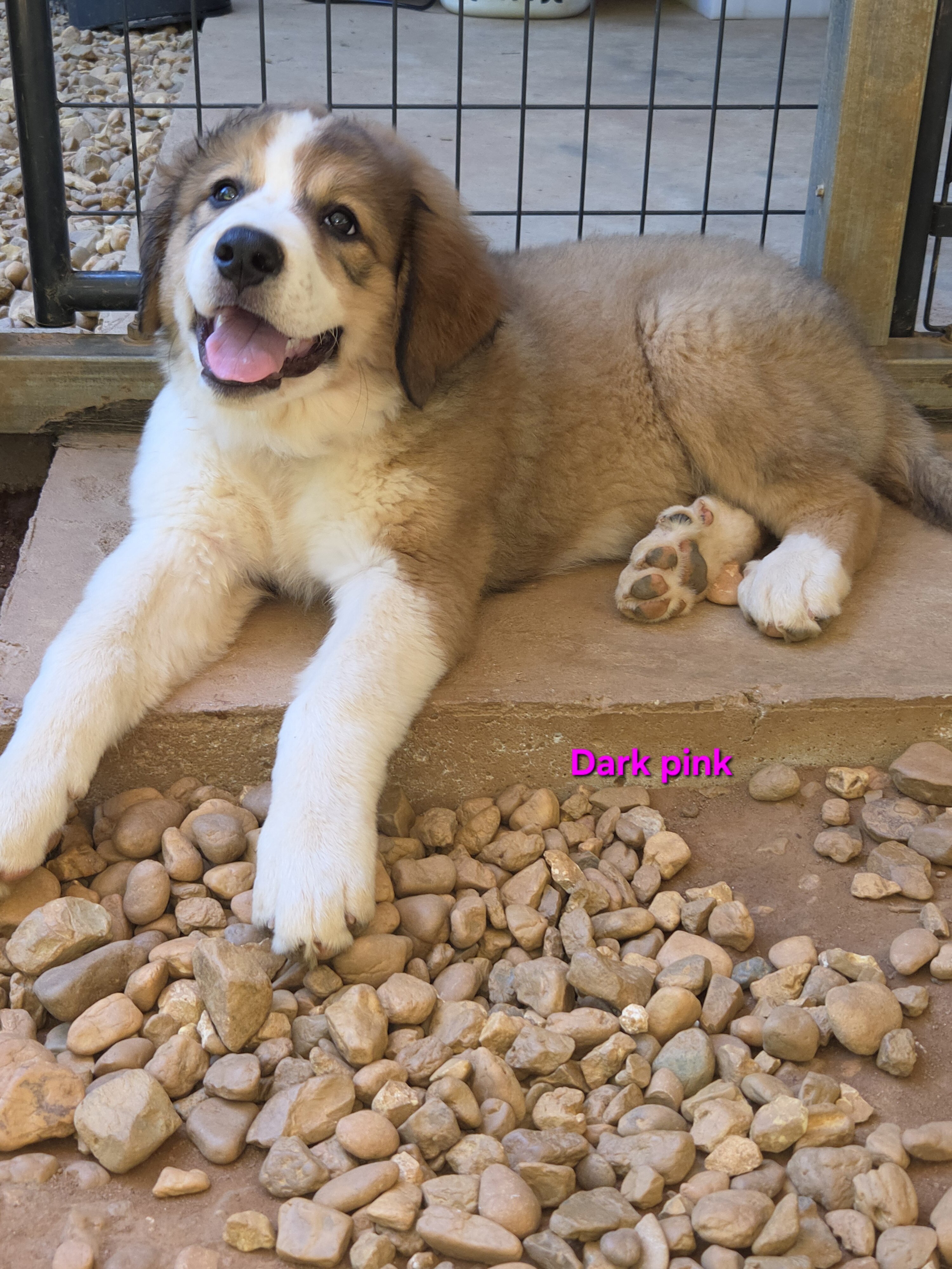 Great pyrenees and bernese mountain dog mix image 5