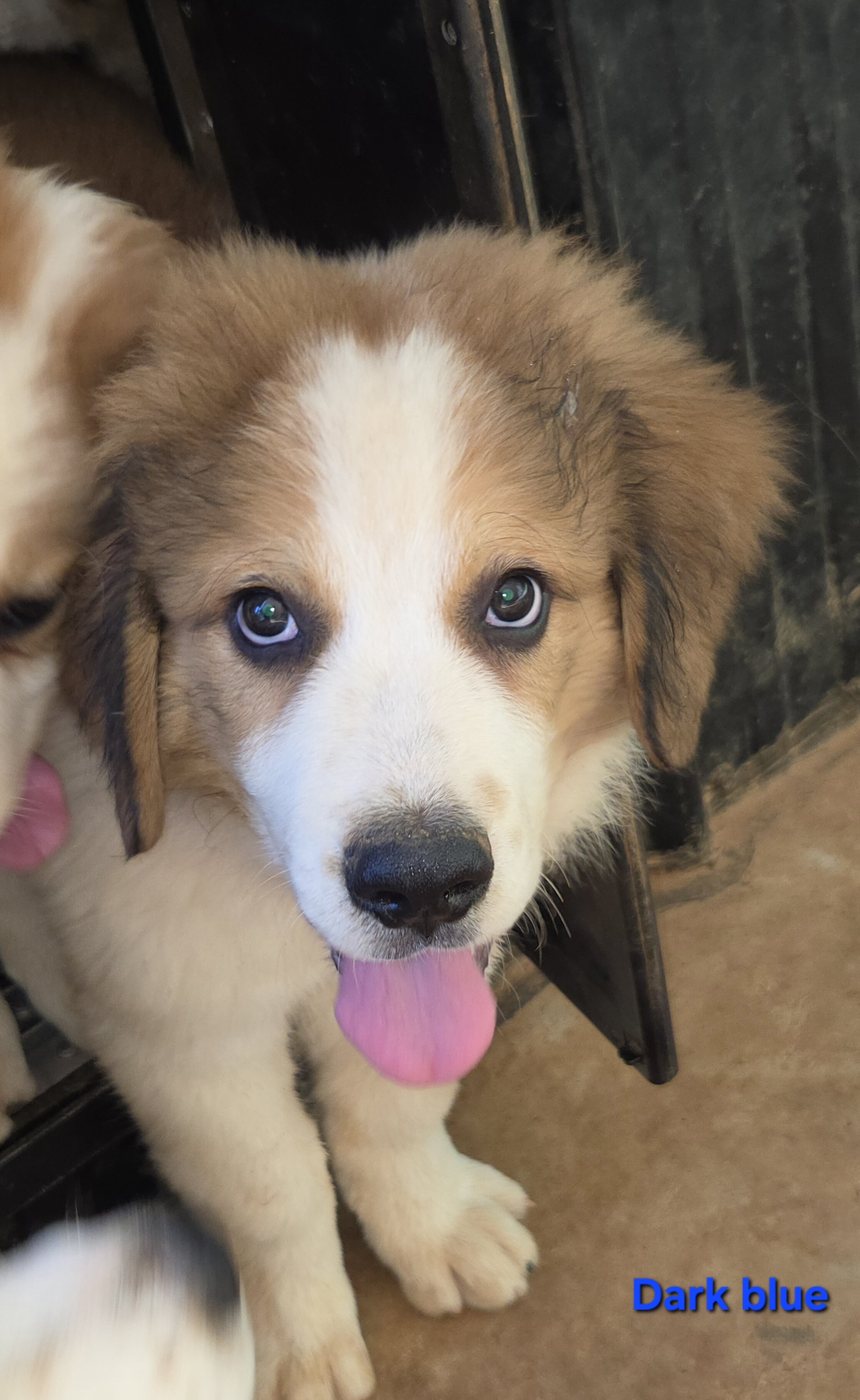 Great pyrenees and bernese mountain dog mix image 1