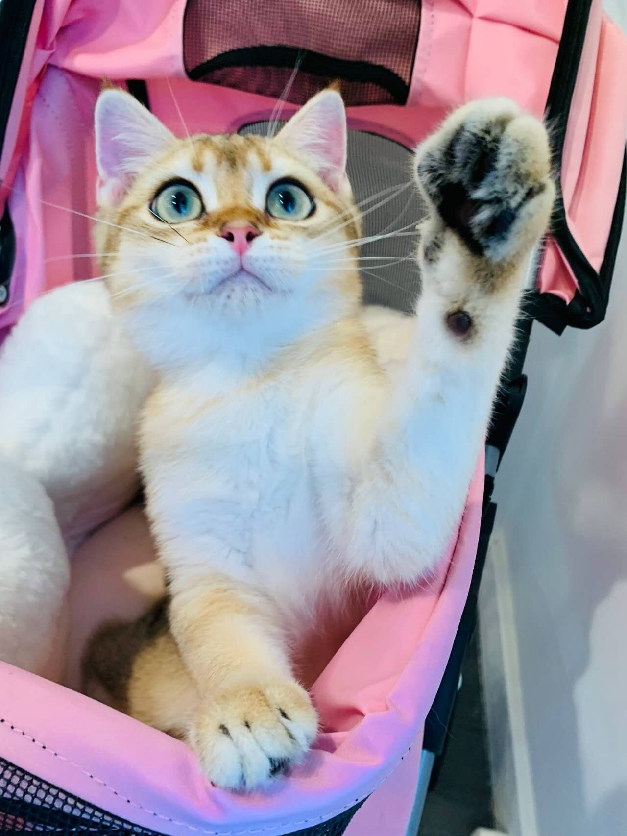 british shorthair kitten image 3