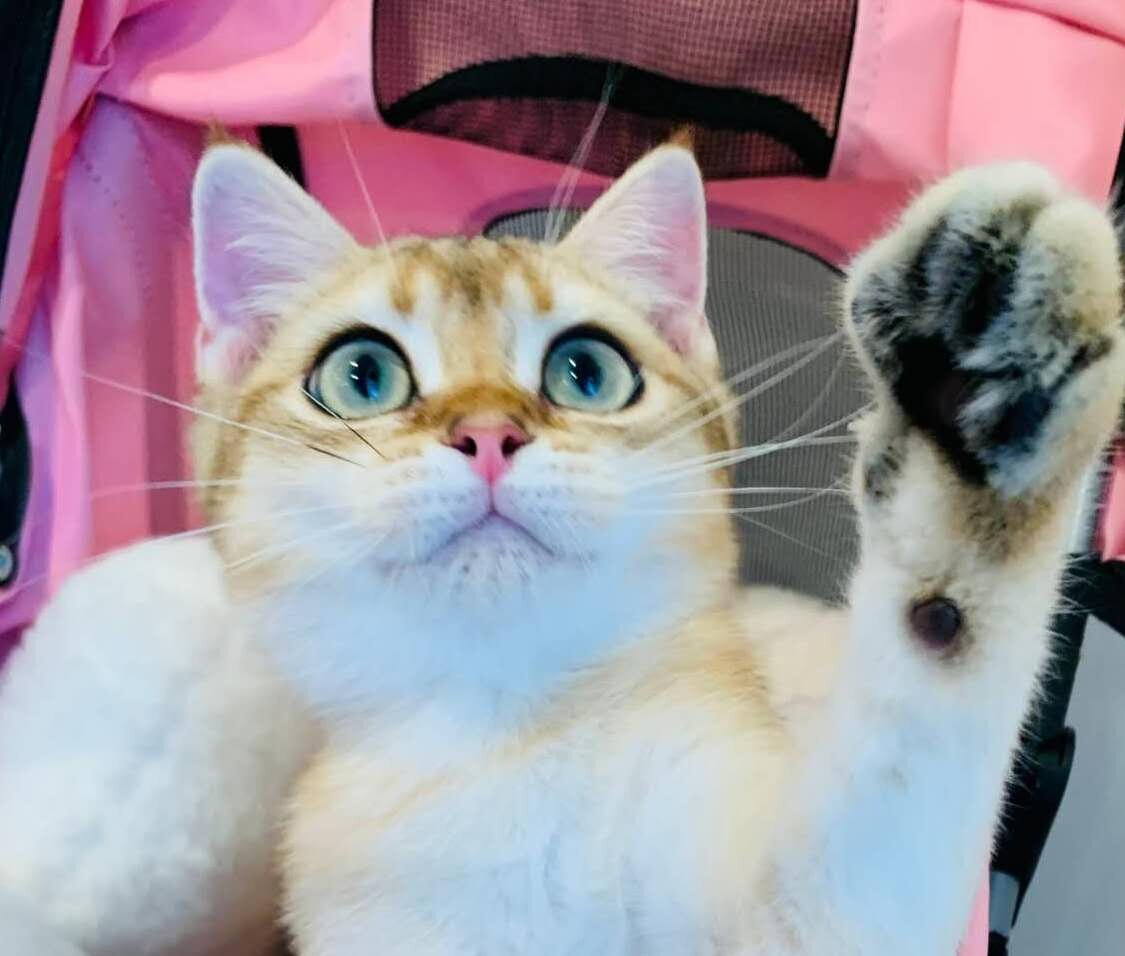 british shorthair kitten image 2