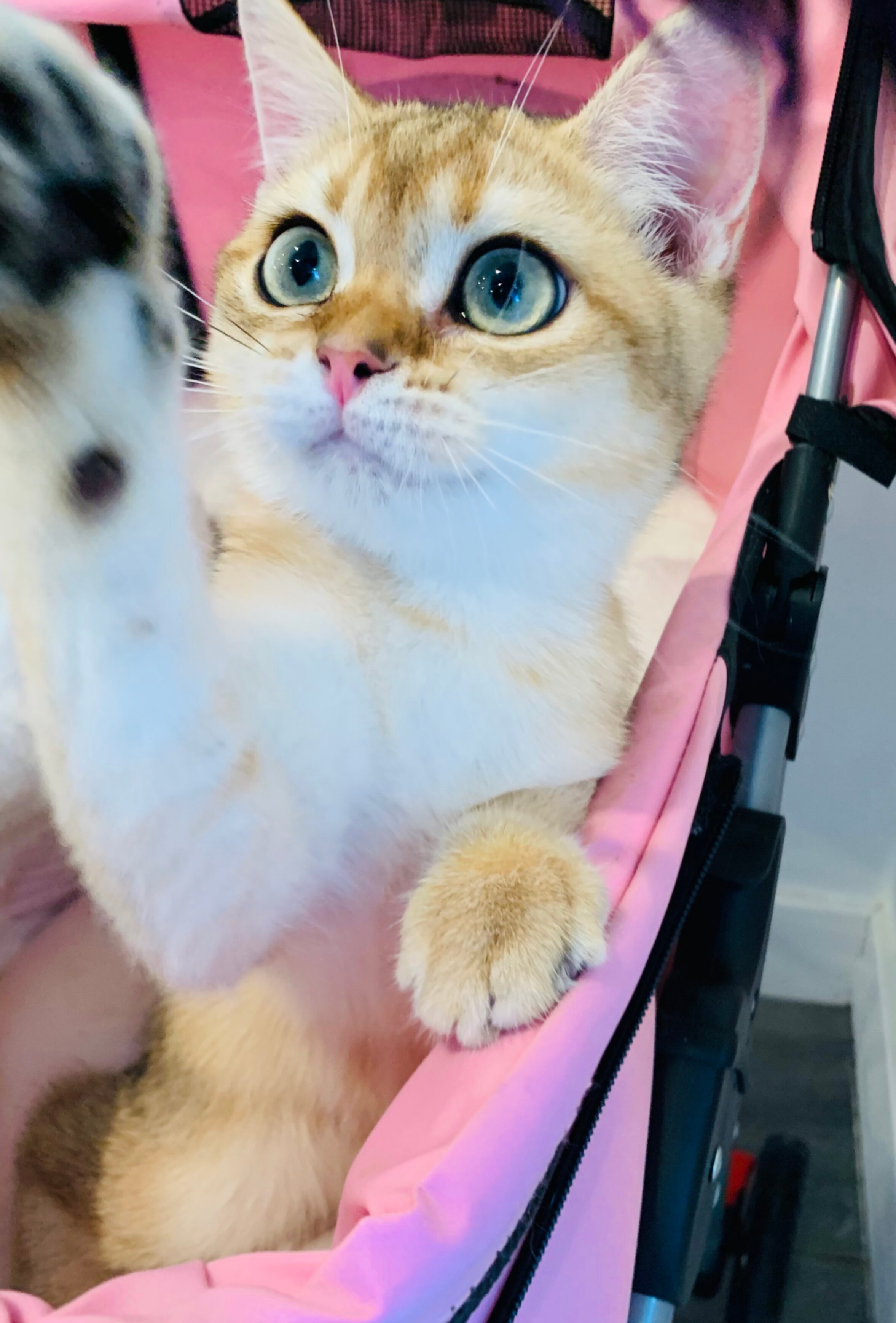 british shorthair kitten image 5