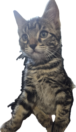 Free Kitten image 1