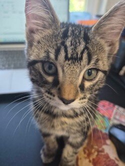 Free Kitten image 2