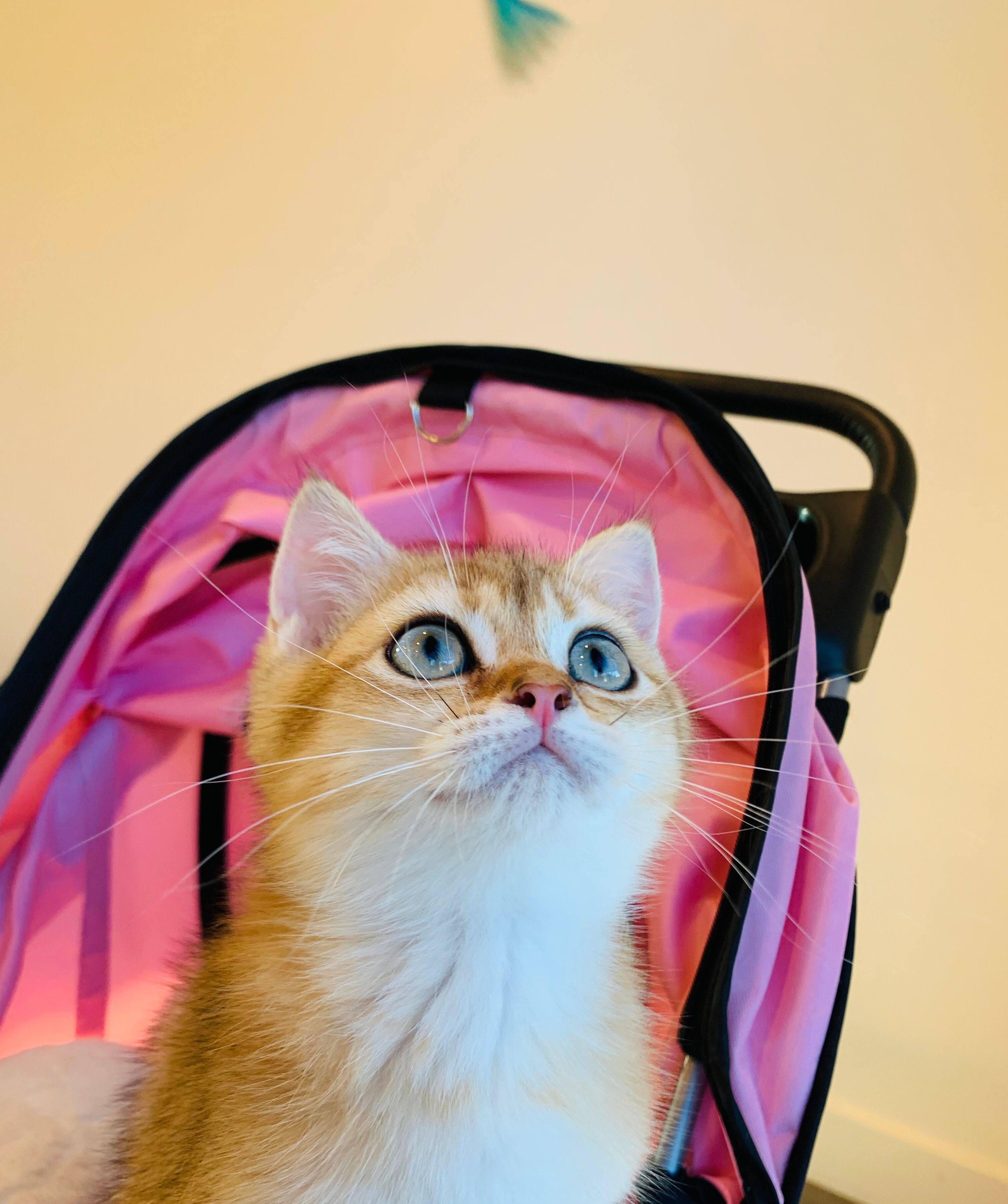 british shorthair kitten can meet image 1