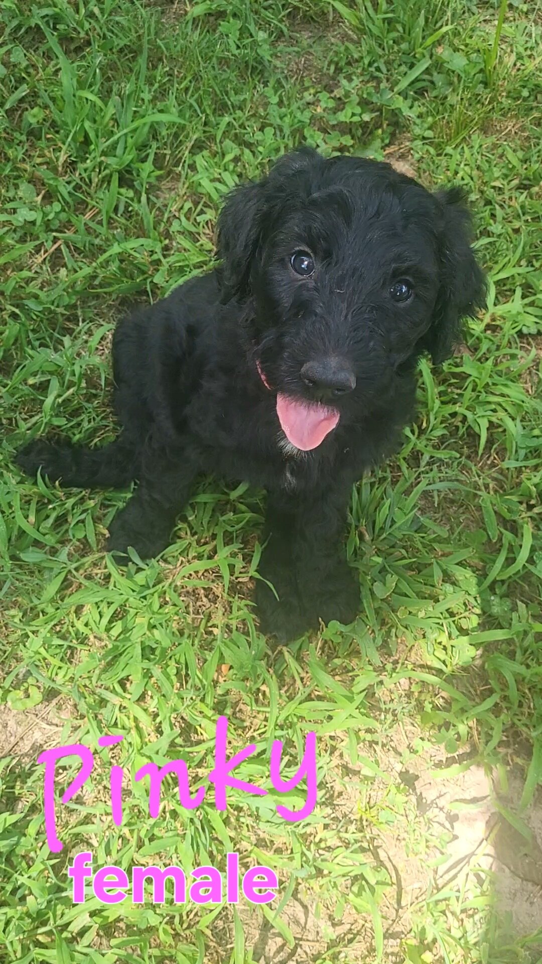 Goldendoodle puppies image 5