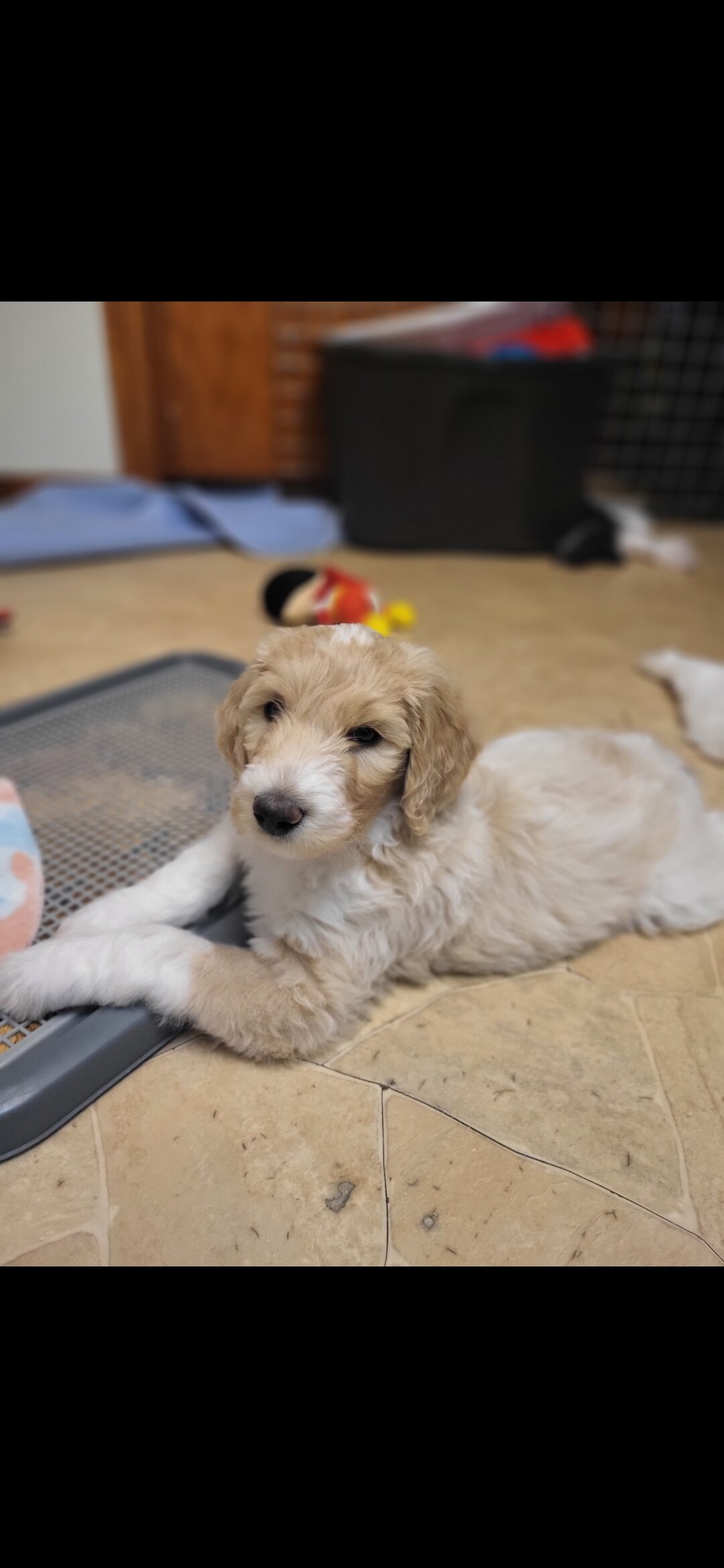 Goldendoodle puppies image 1