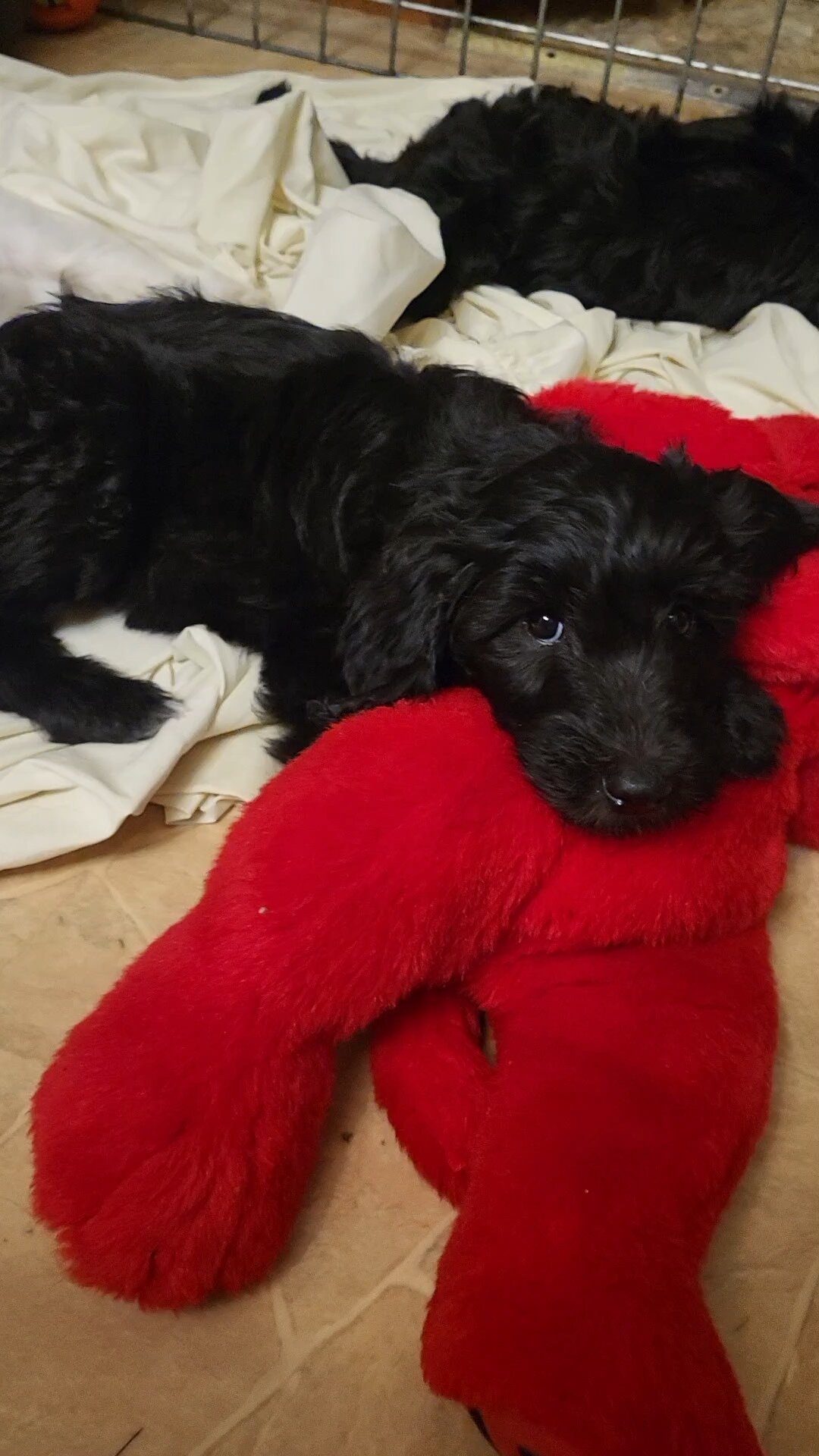 Goldendoodle puppies image 8