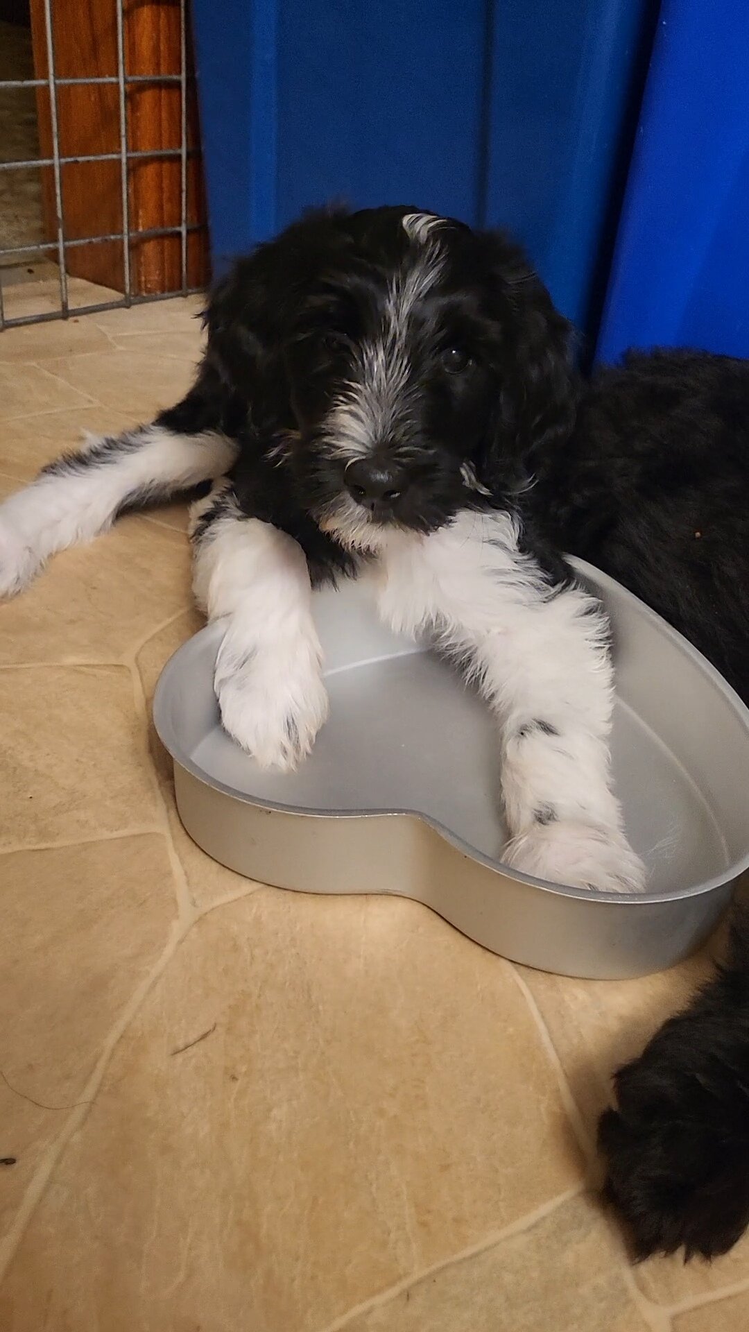 Goldendoodle puppies image 7