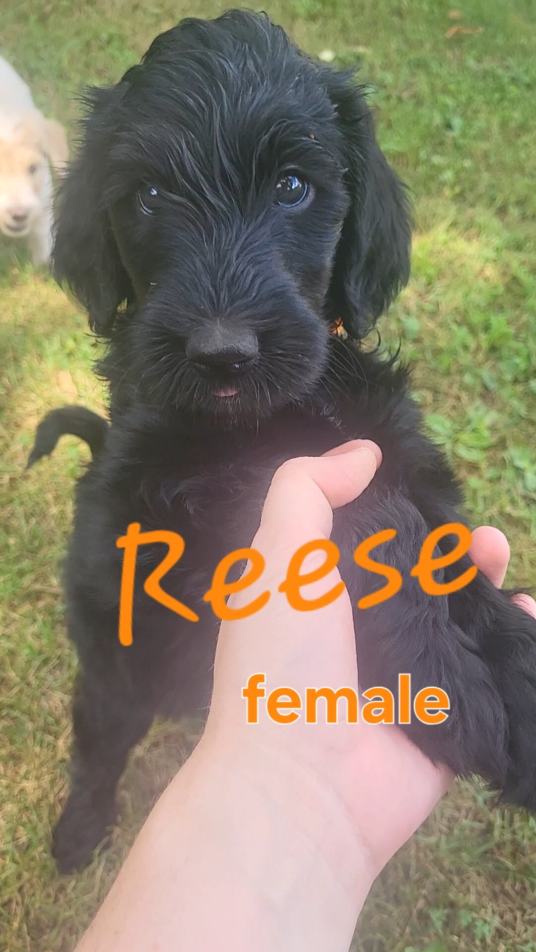 Goldendoodle puppies image 3