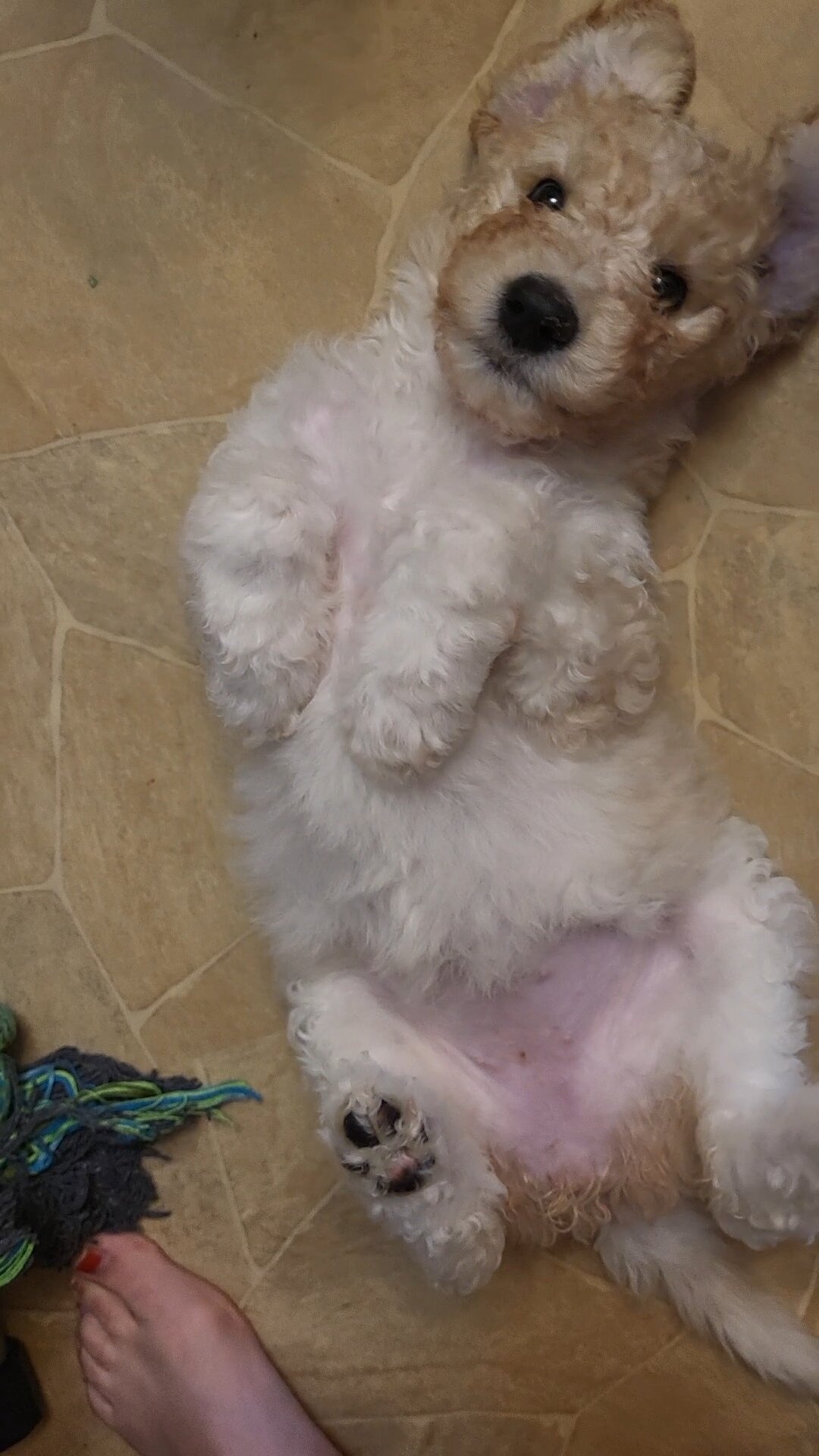 Goldendoodle puppies image 4