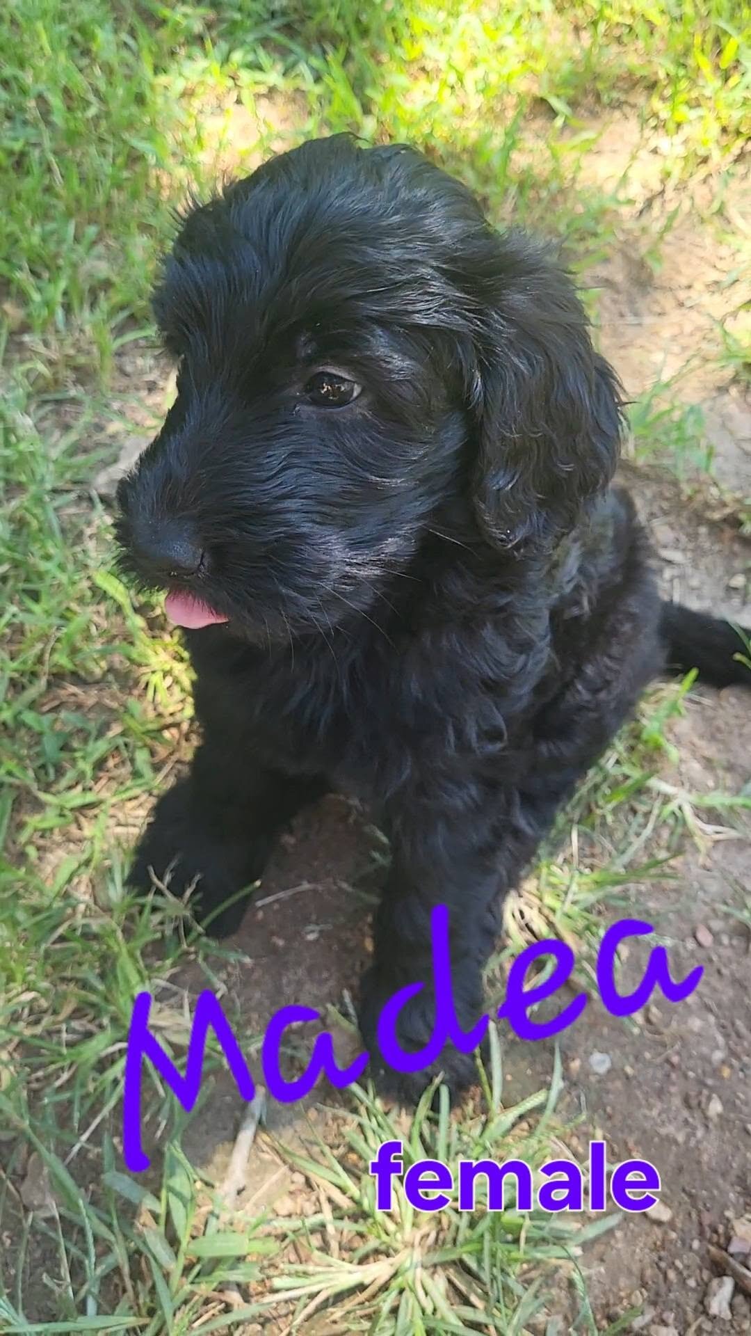 Goldendoodle puppies image 6