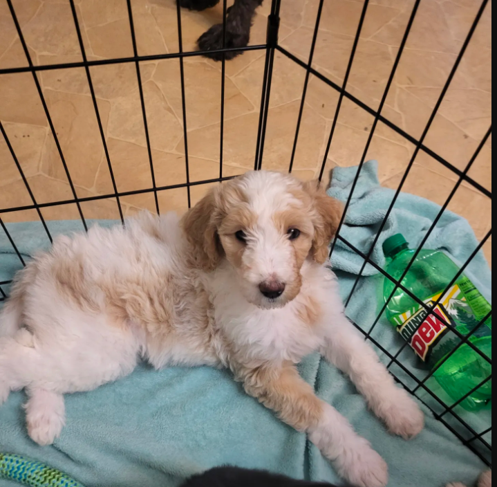 Goldendoodle puppies image 2