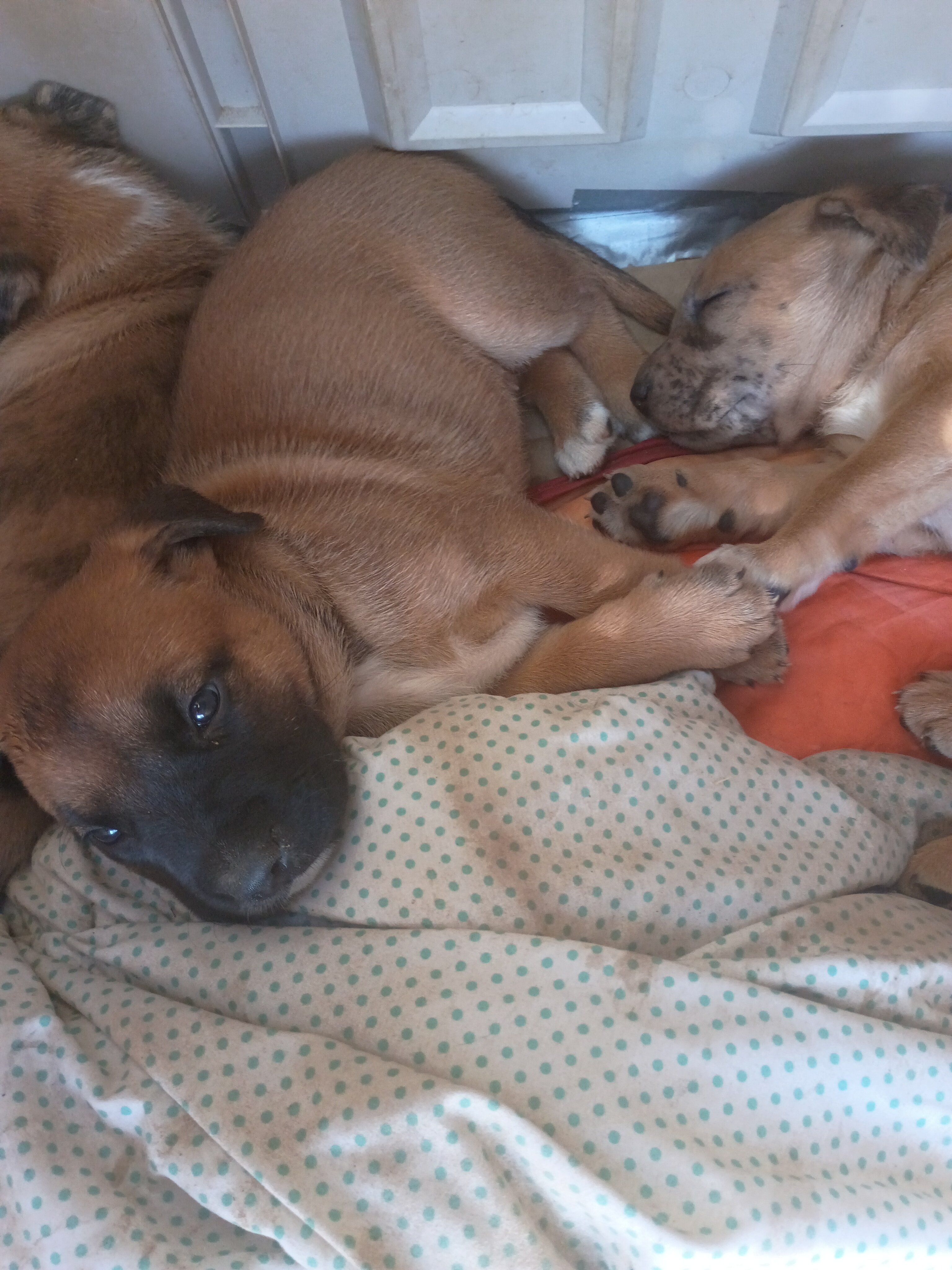 Puppies image 1