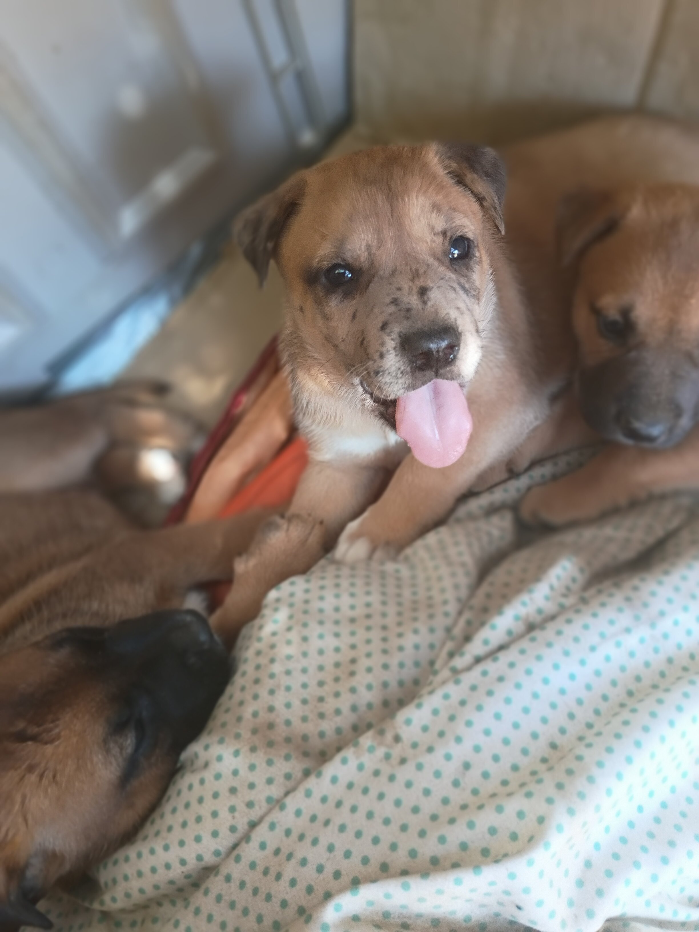 Puppies image 2