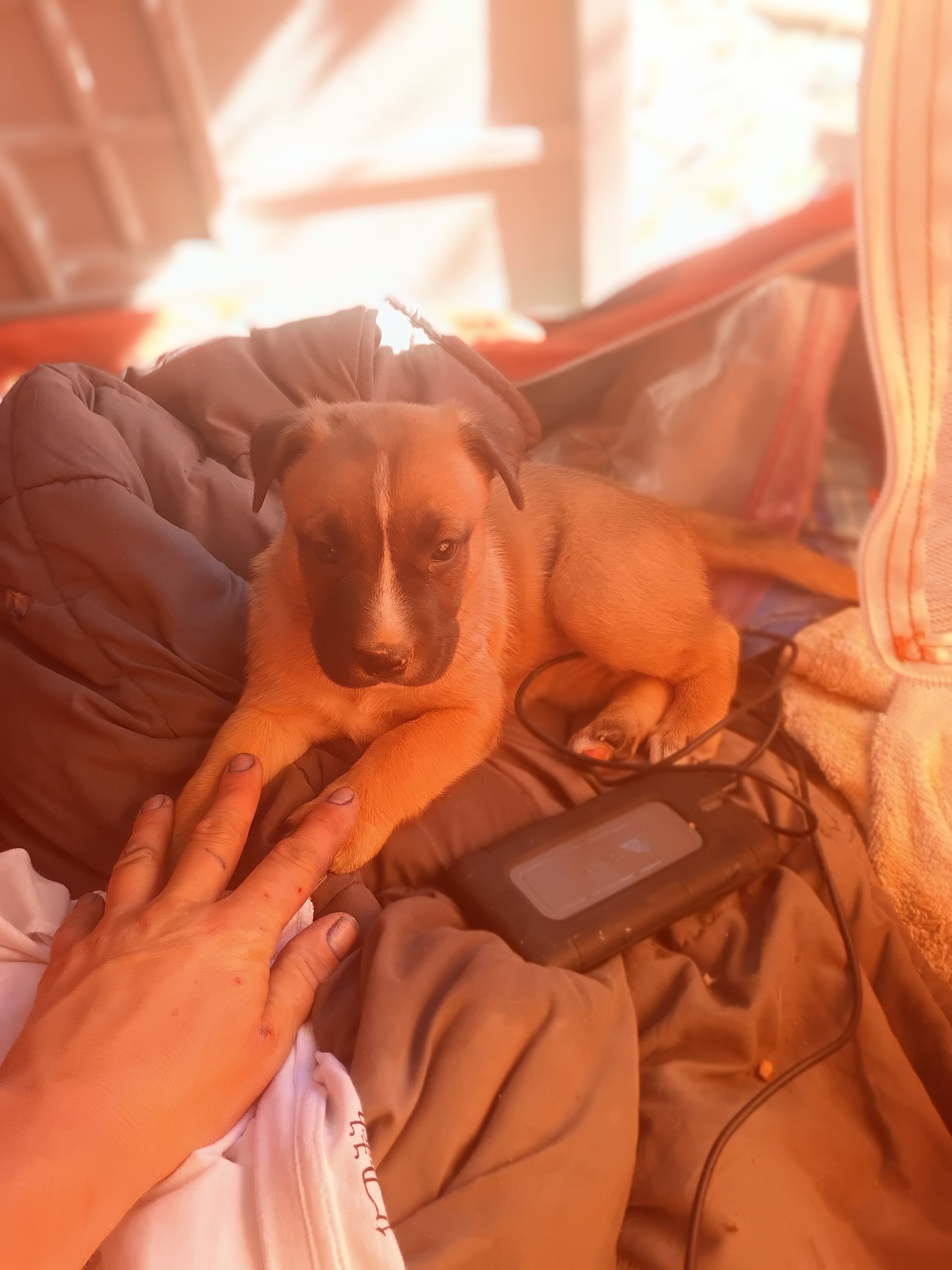 Puppies image 3