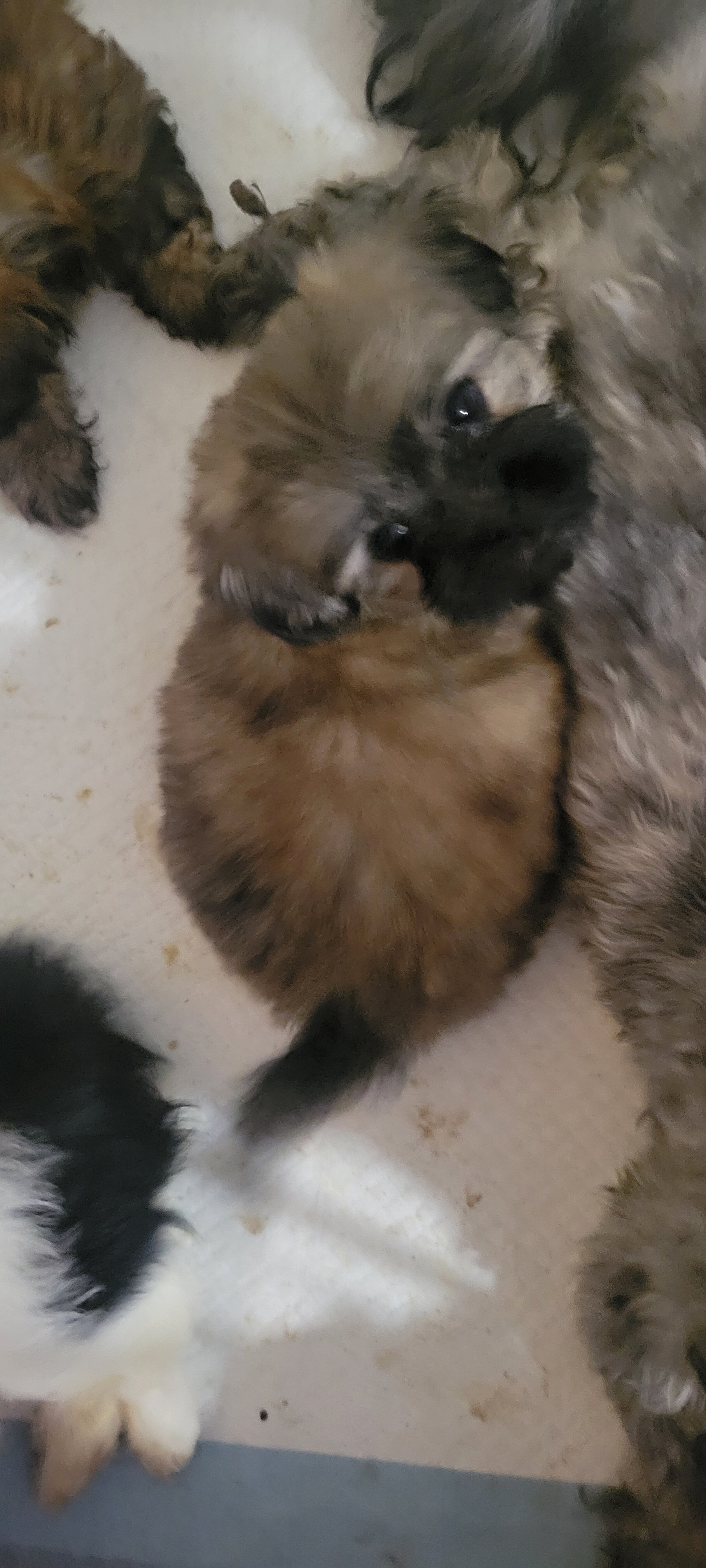 Shihtzu Females image 8