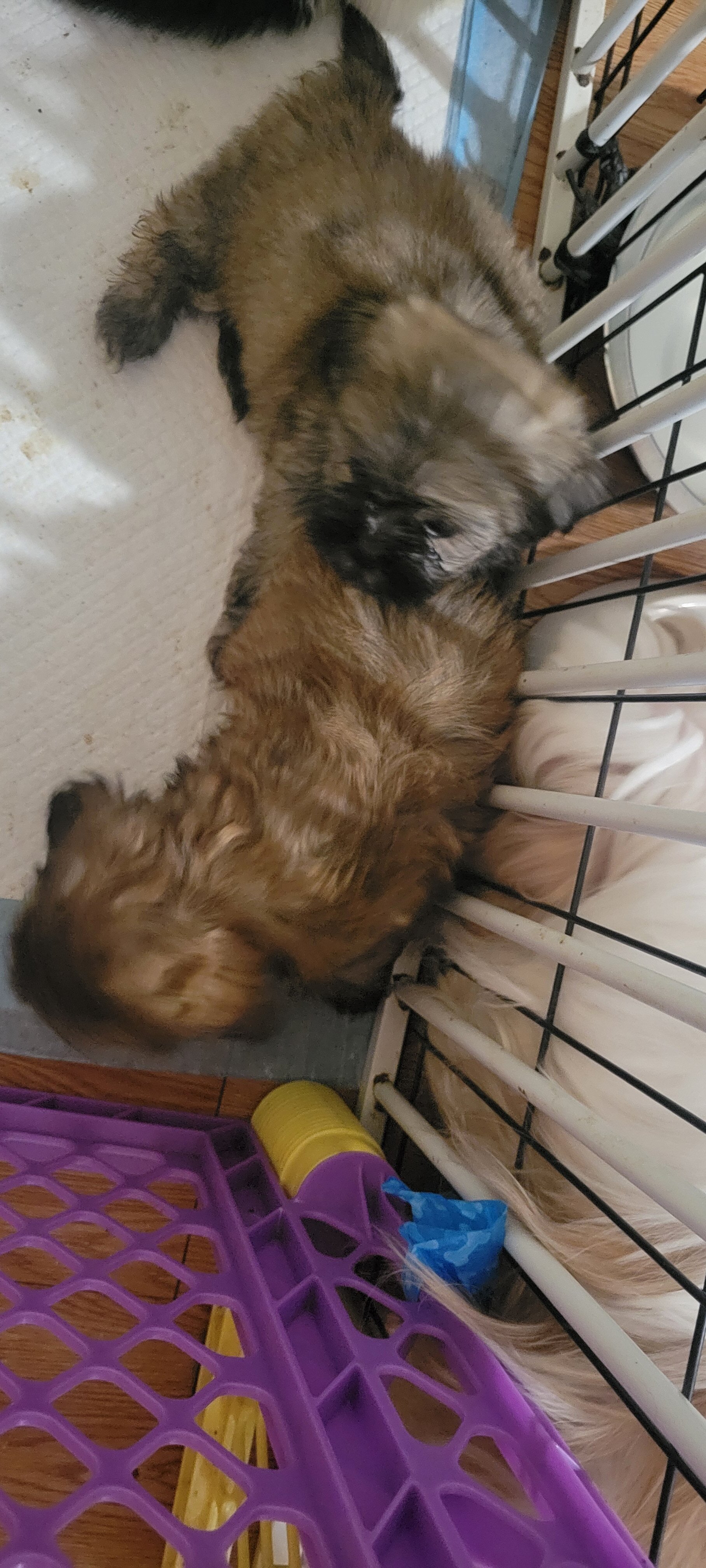 Shihtzu Females image 7