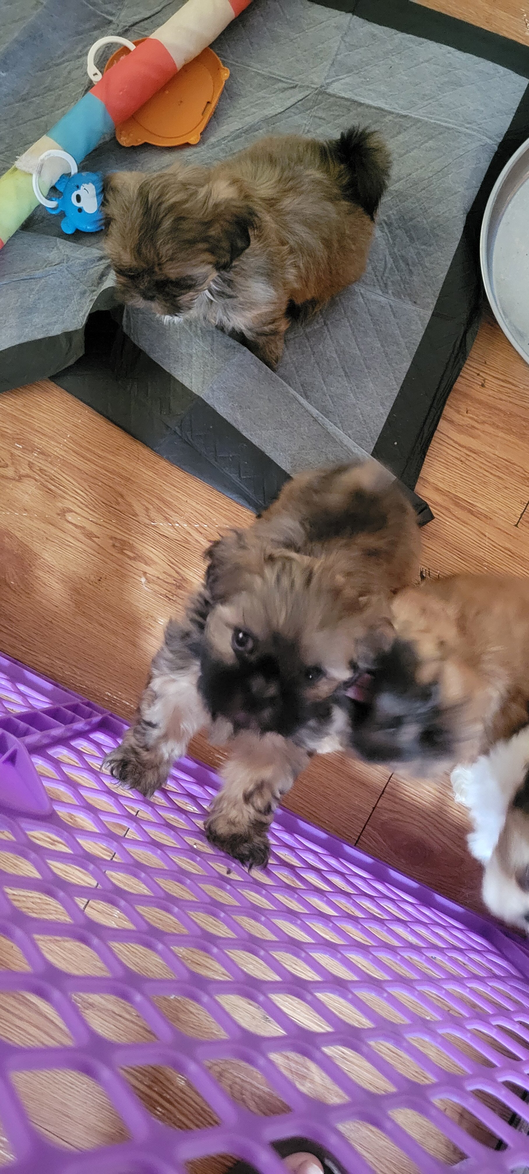 Shihtzu Females image 6