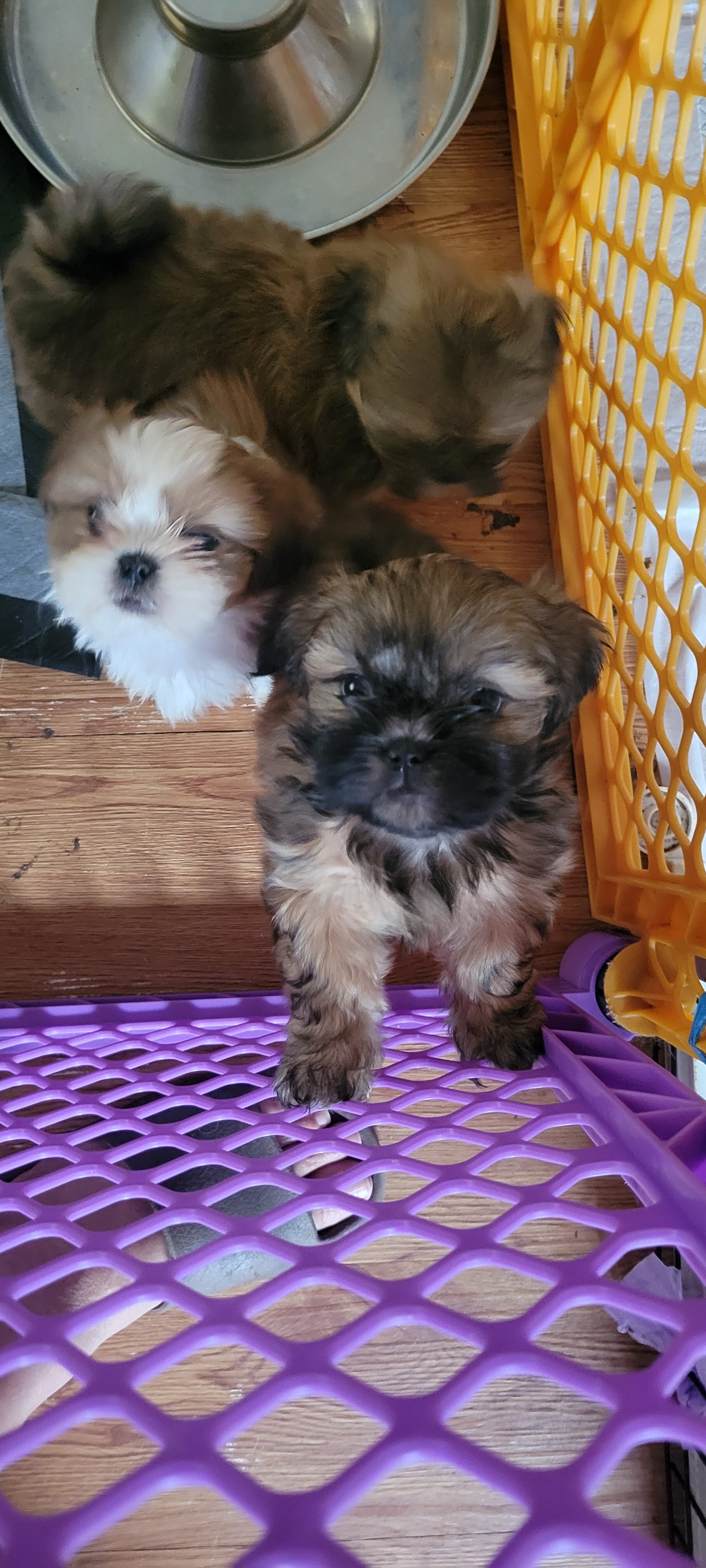Shihtzu Females image 5