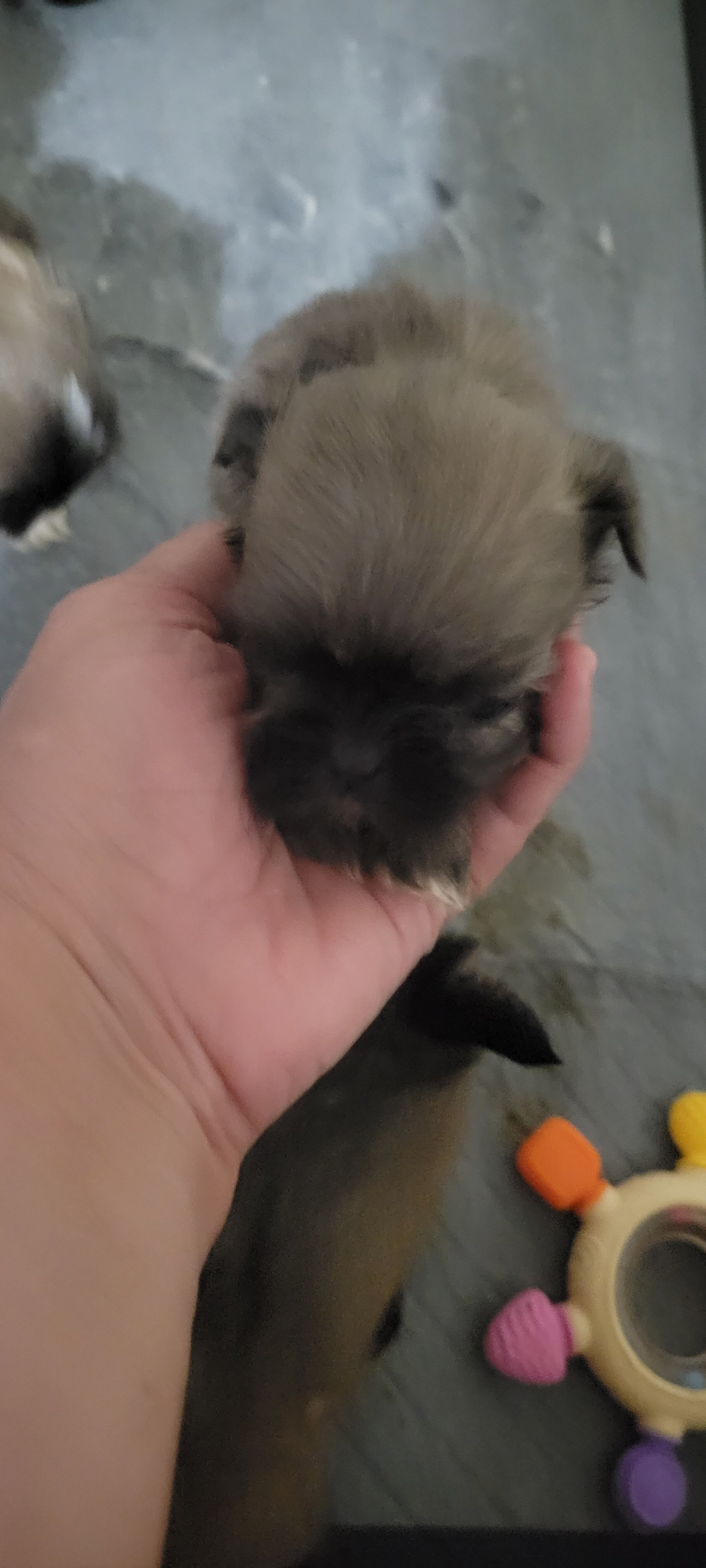 Shihtzu Females image 4