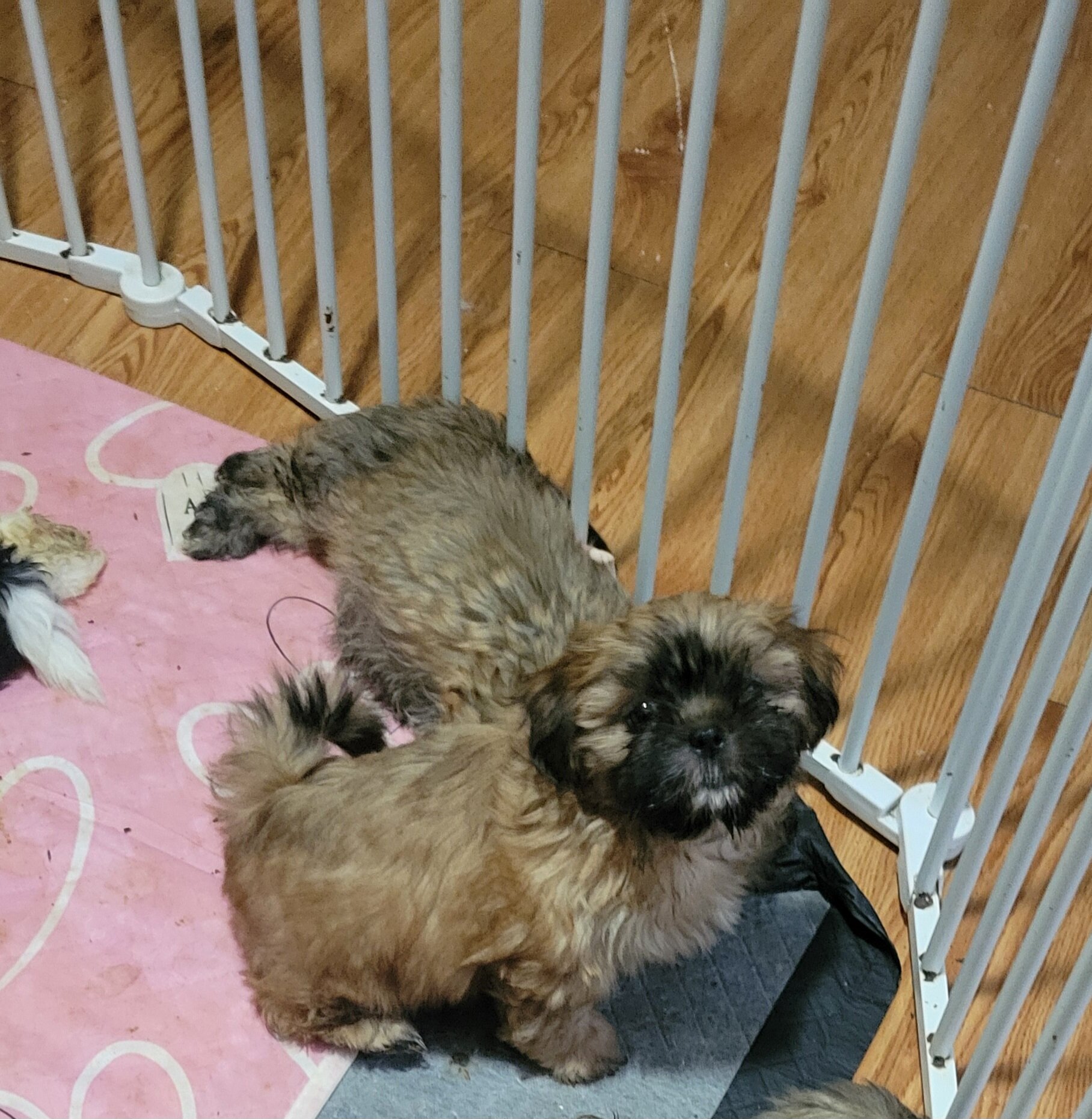 Shihtzu Females image 3