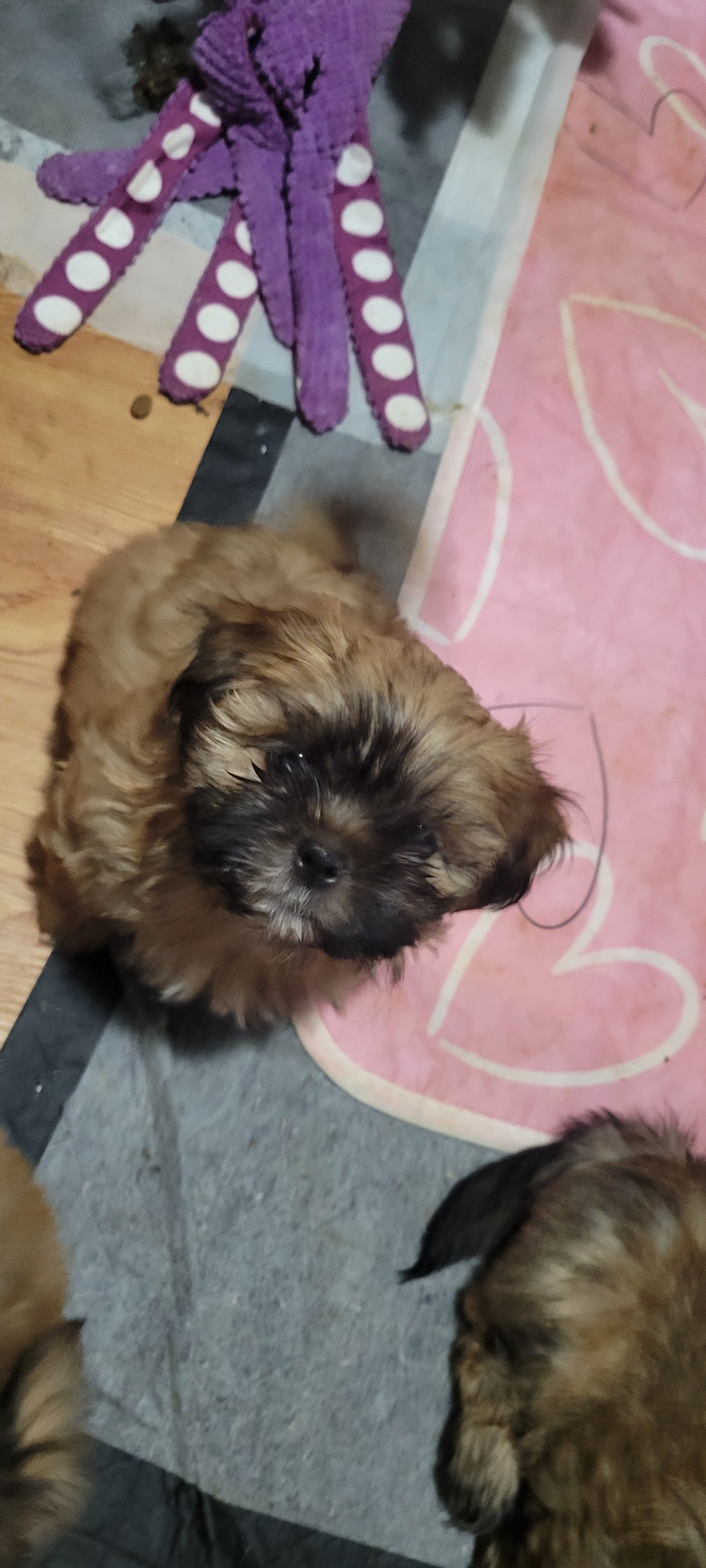Shihtzu Females image 2