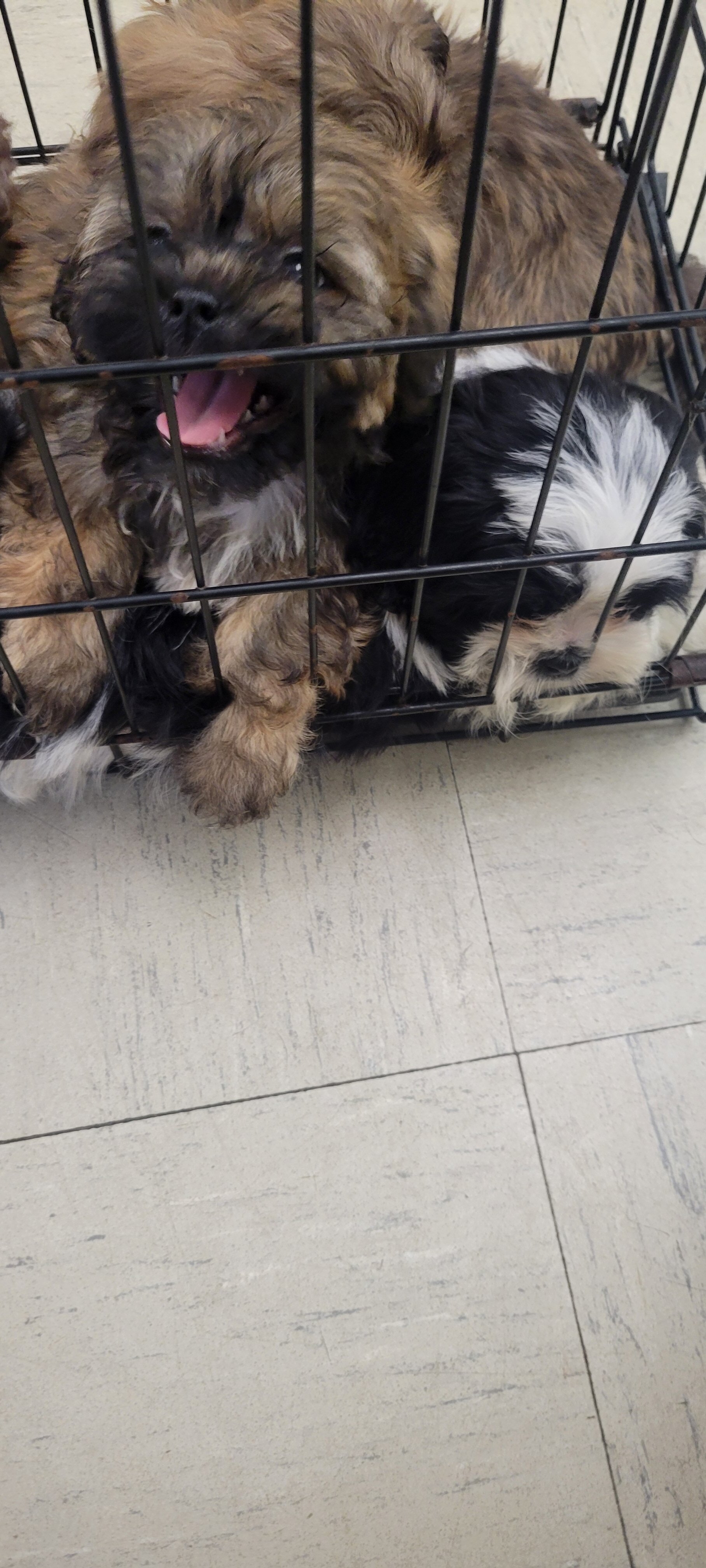 Shihtzu Females image 1