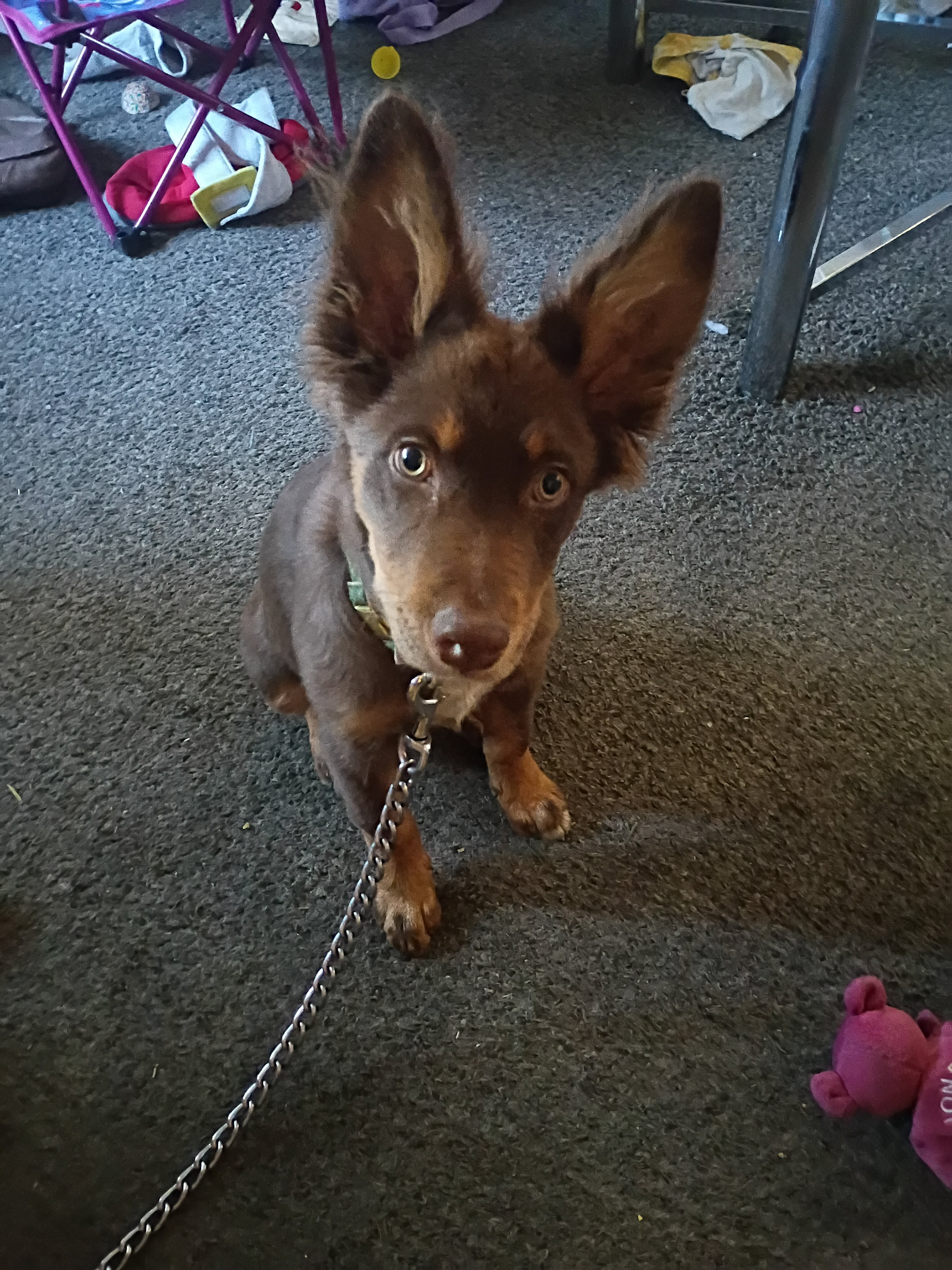 7 month old male puppy image 3