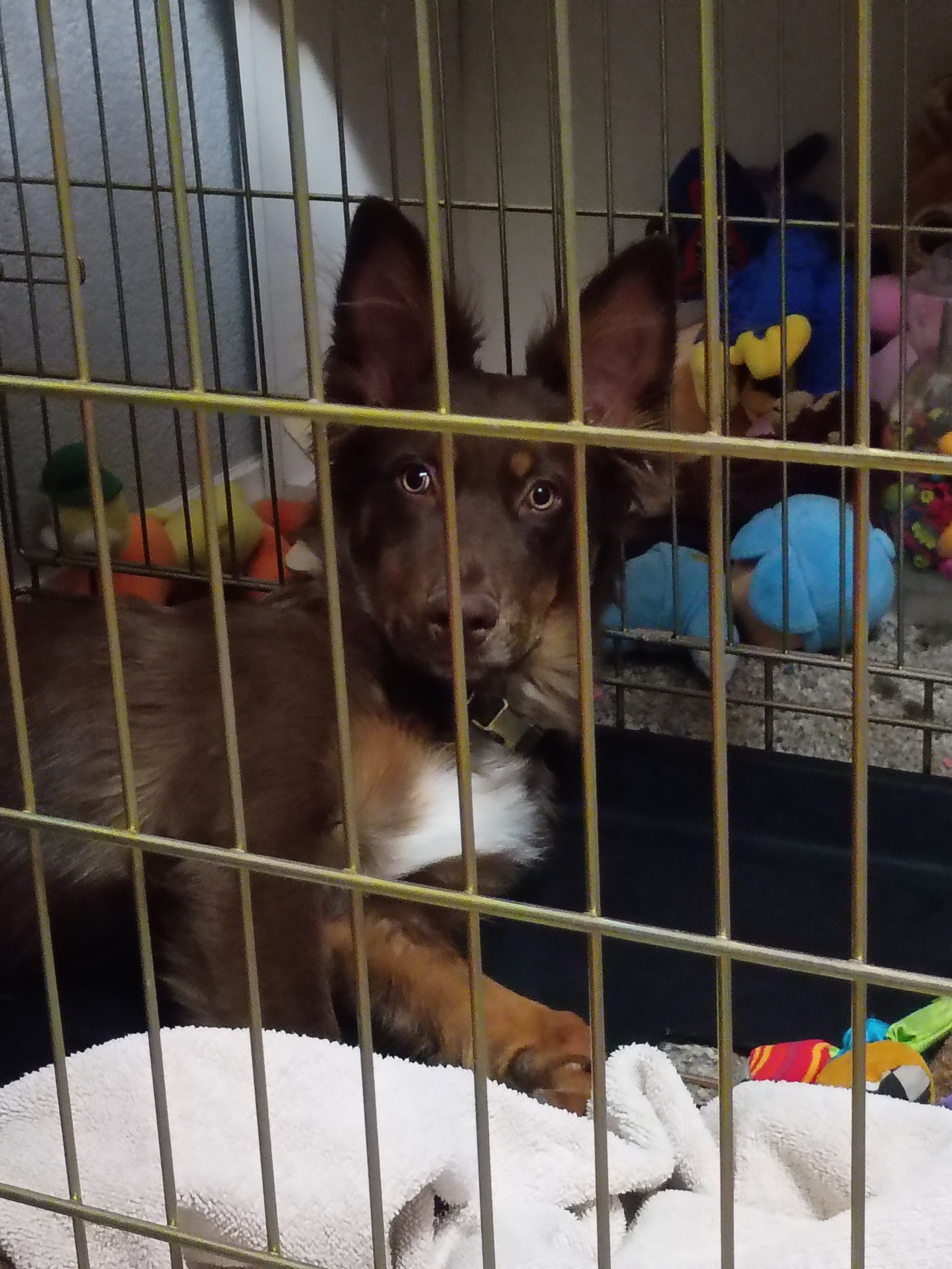 7 month old male puppy image 2