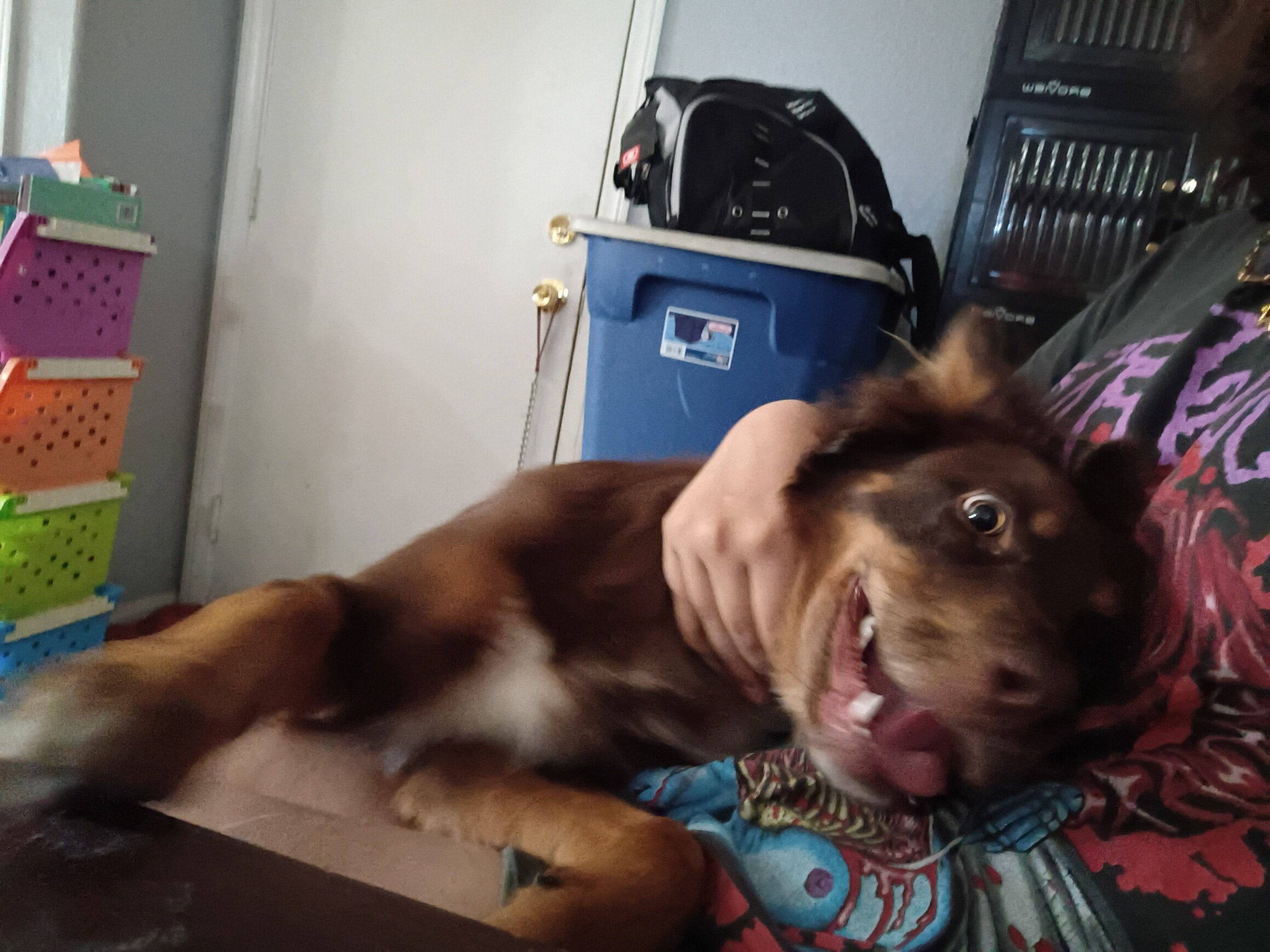 7 month old male puppy image 4
