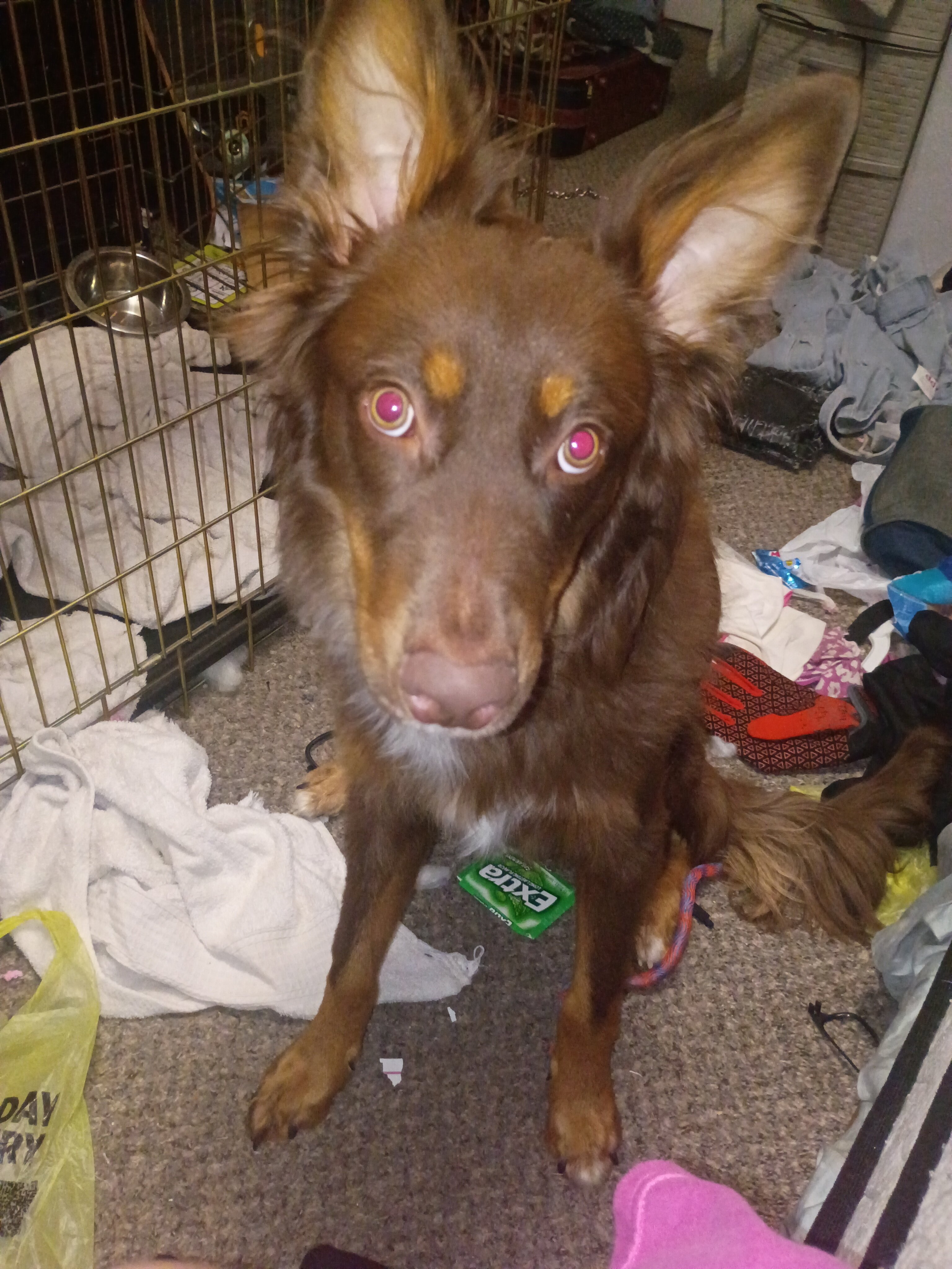 7 month old male puppy image 1