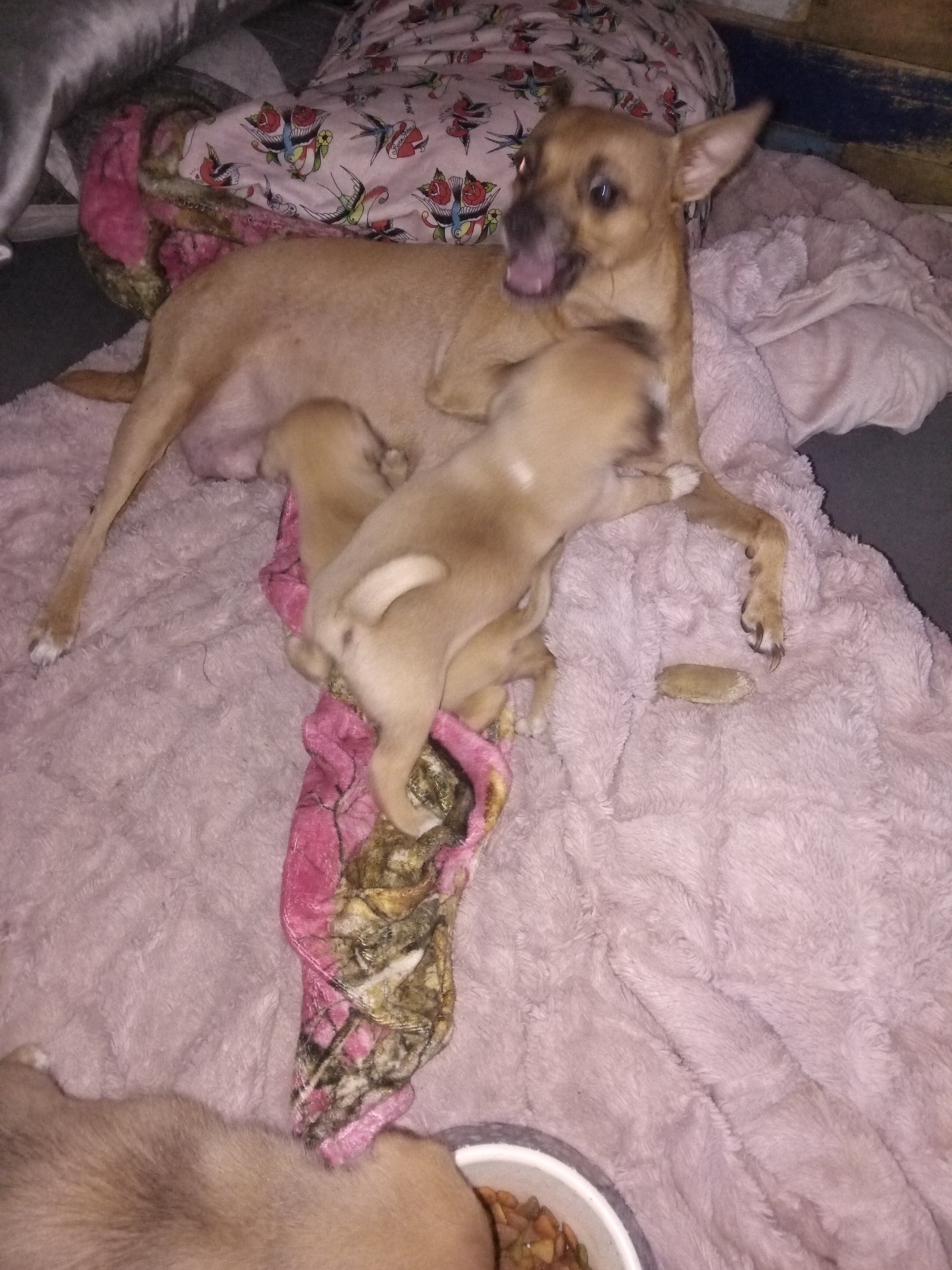 Chihuahua puppy image 2