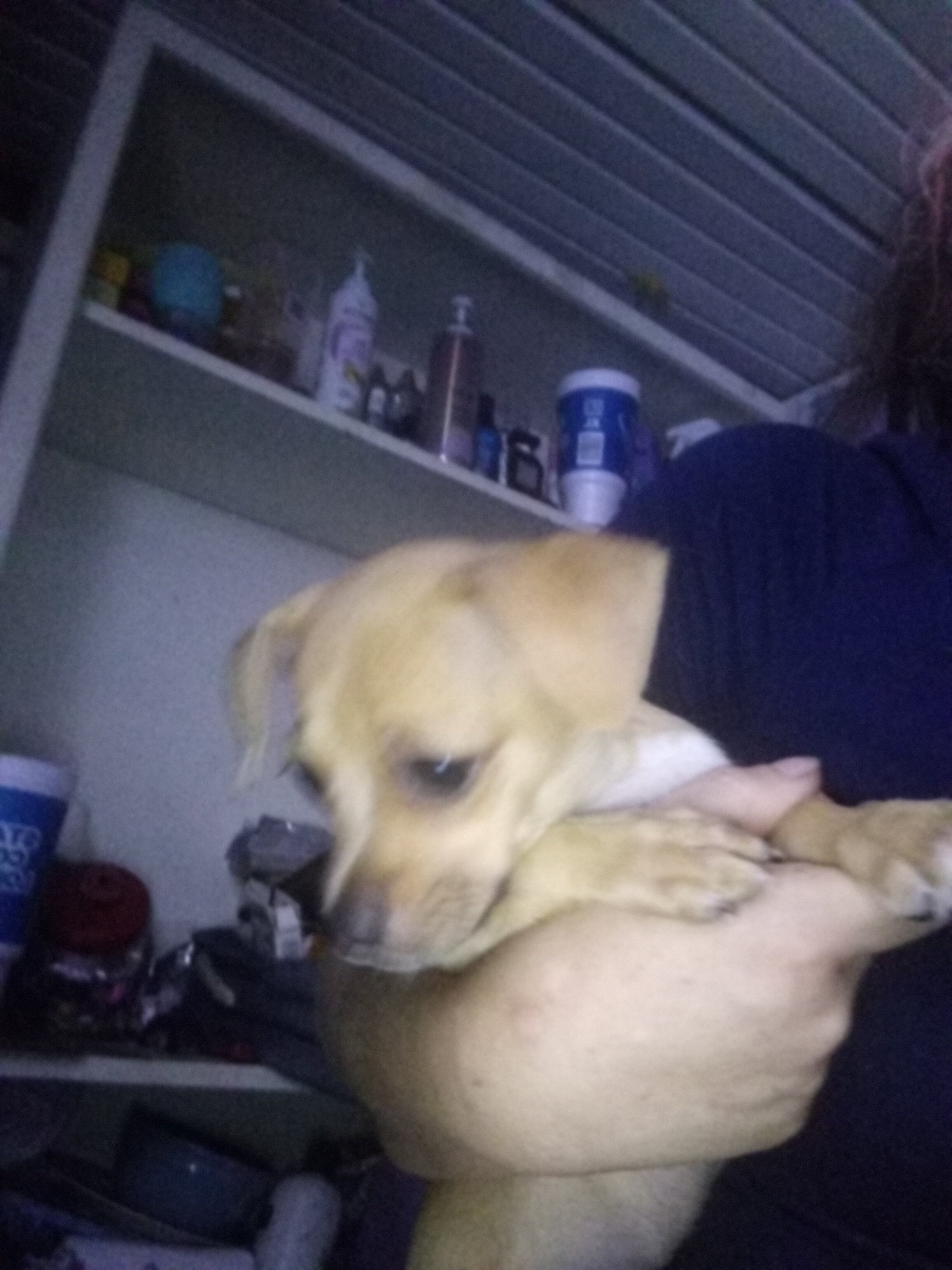 Chihuahua puppy image 4