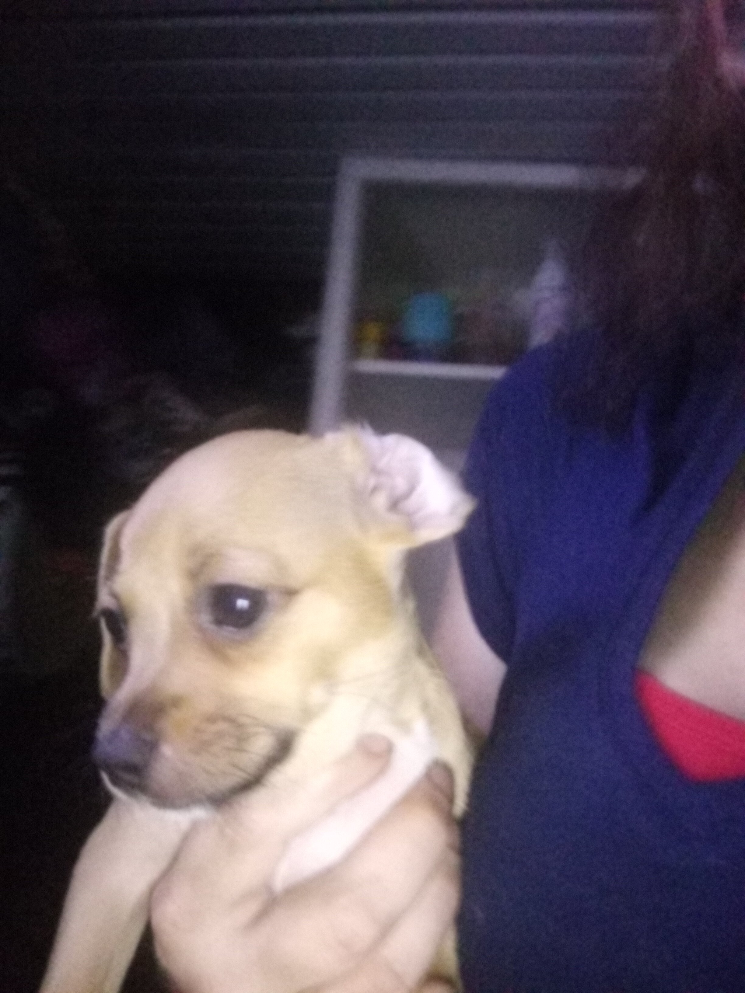 Chihuahua puppy image 3
