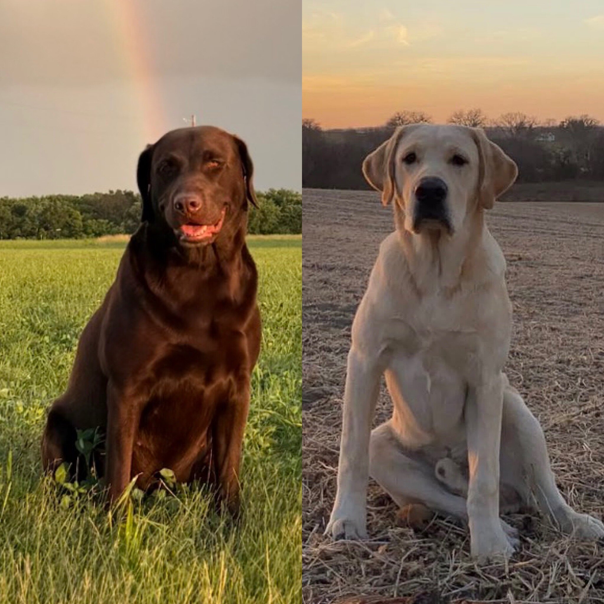 AKC Labrador Retrievers image 8
