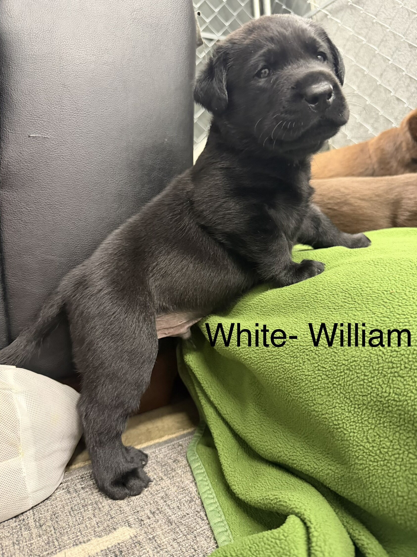 AKC Labrador Retrievers image 2