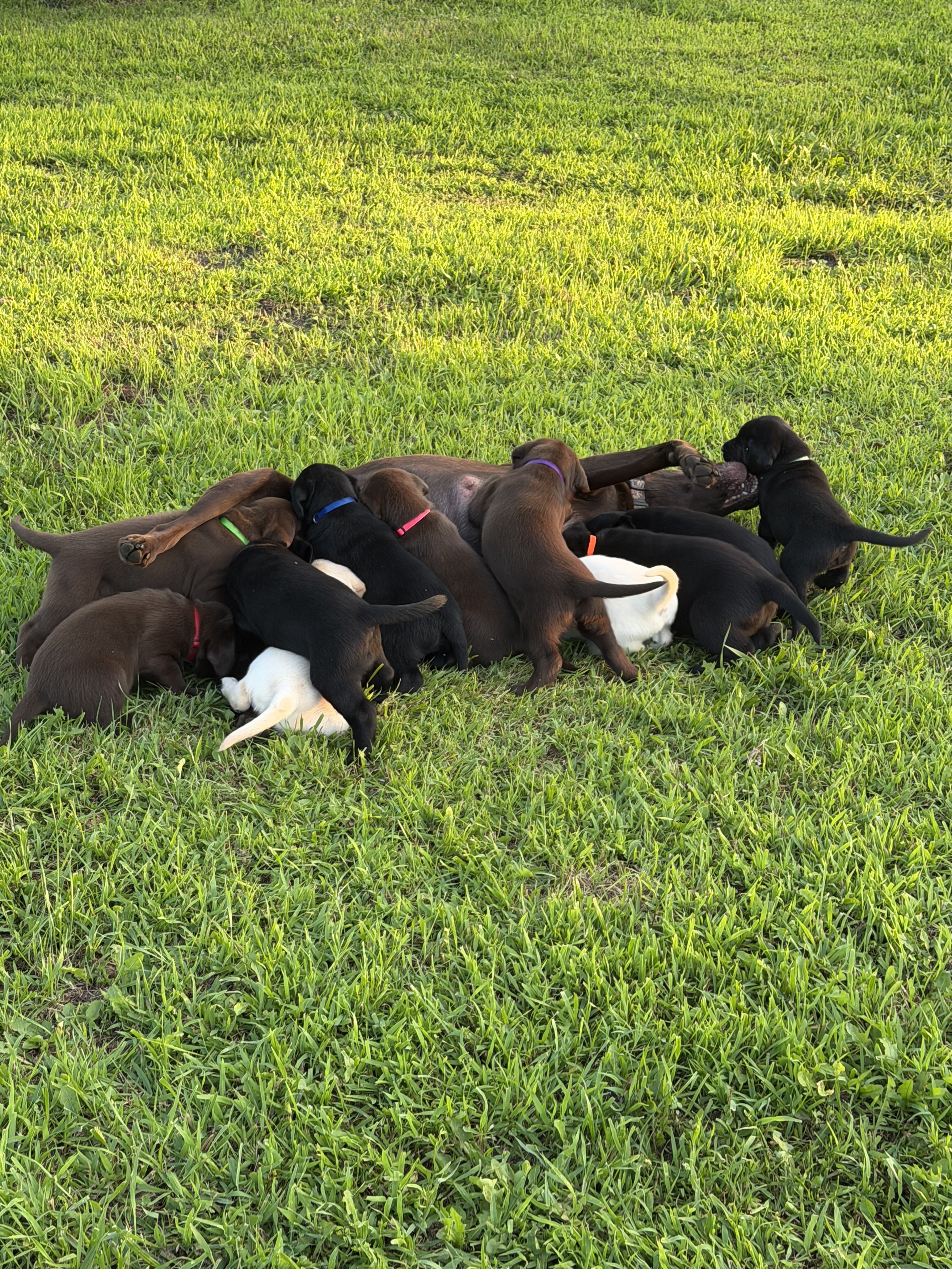 AKC Labrador Retrievers image 1