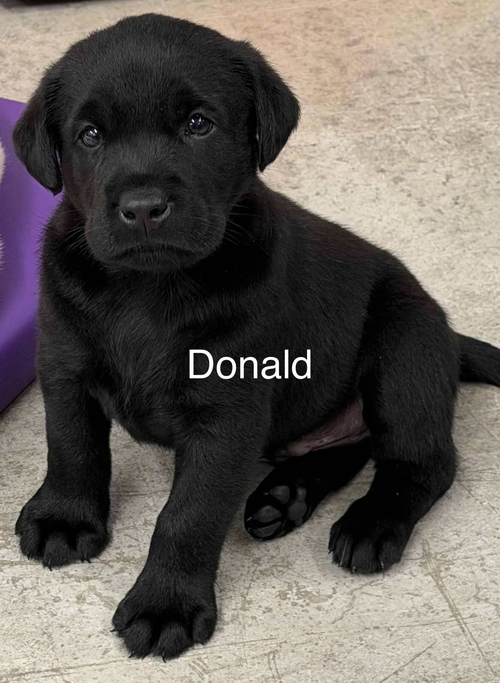 AKC Labrador Retrievers image 5